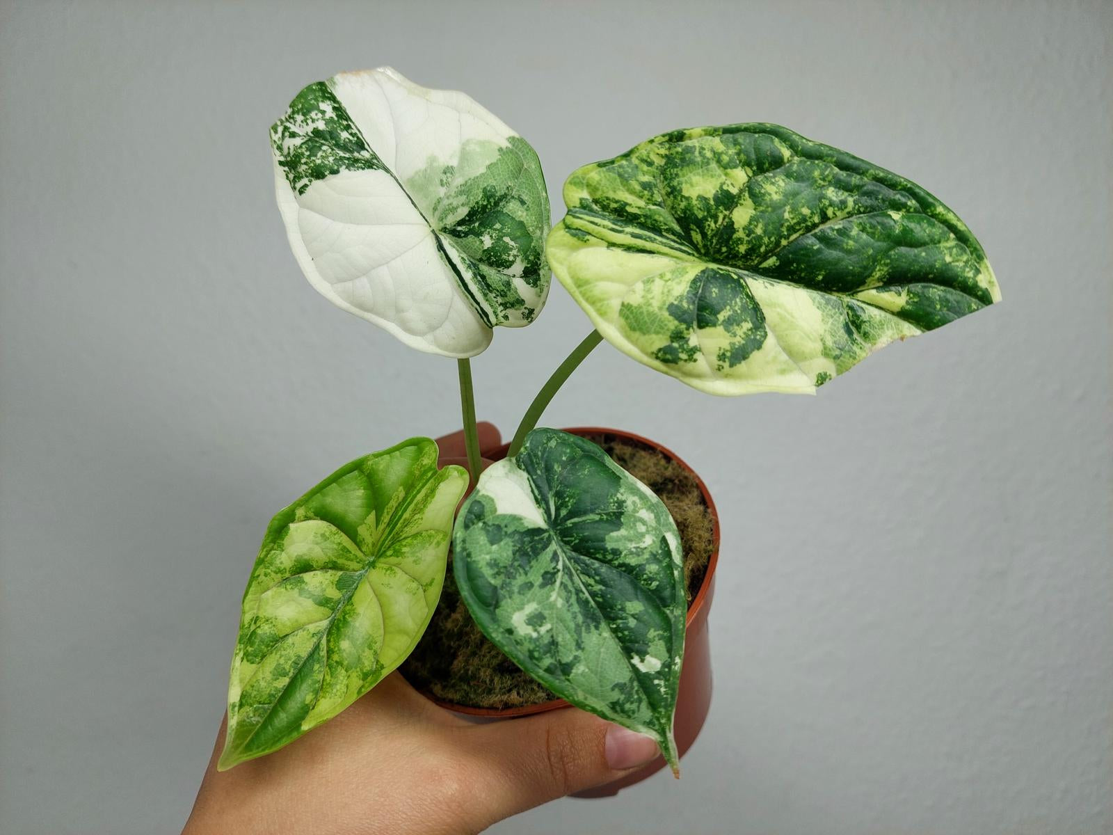 Alocasia Dragon Scale Variegata