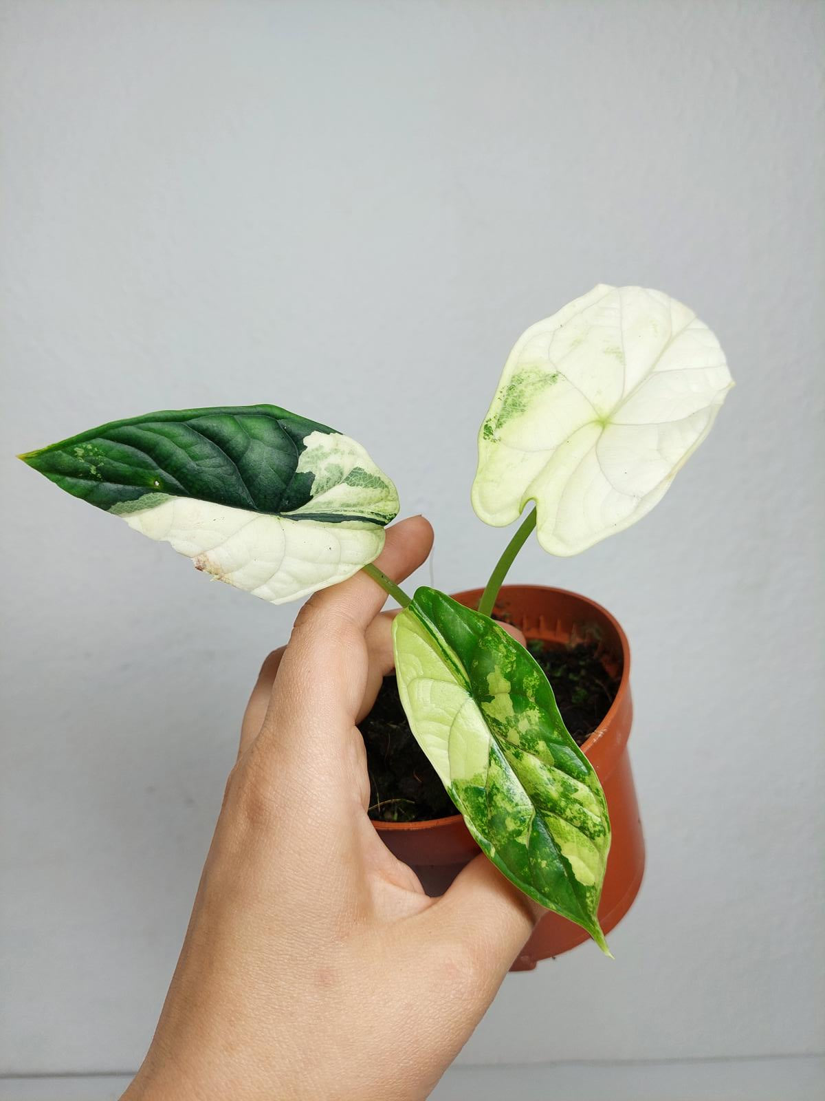 Alocasia Dragon Scale Variegata