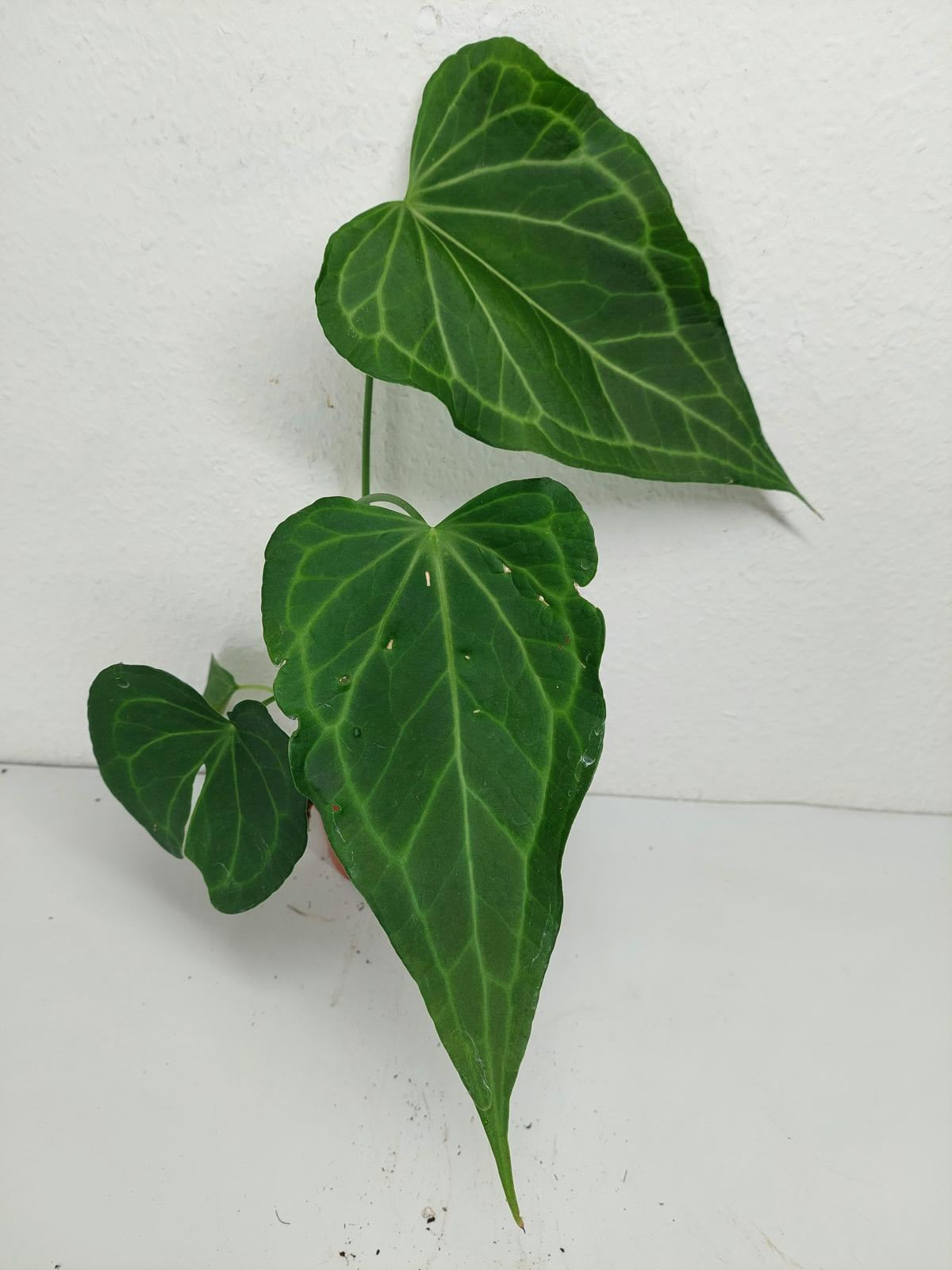 Anthurium Delta Force