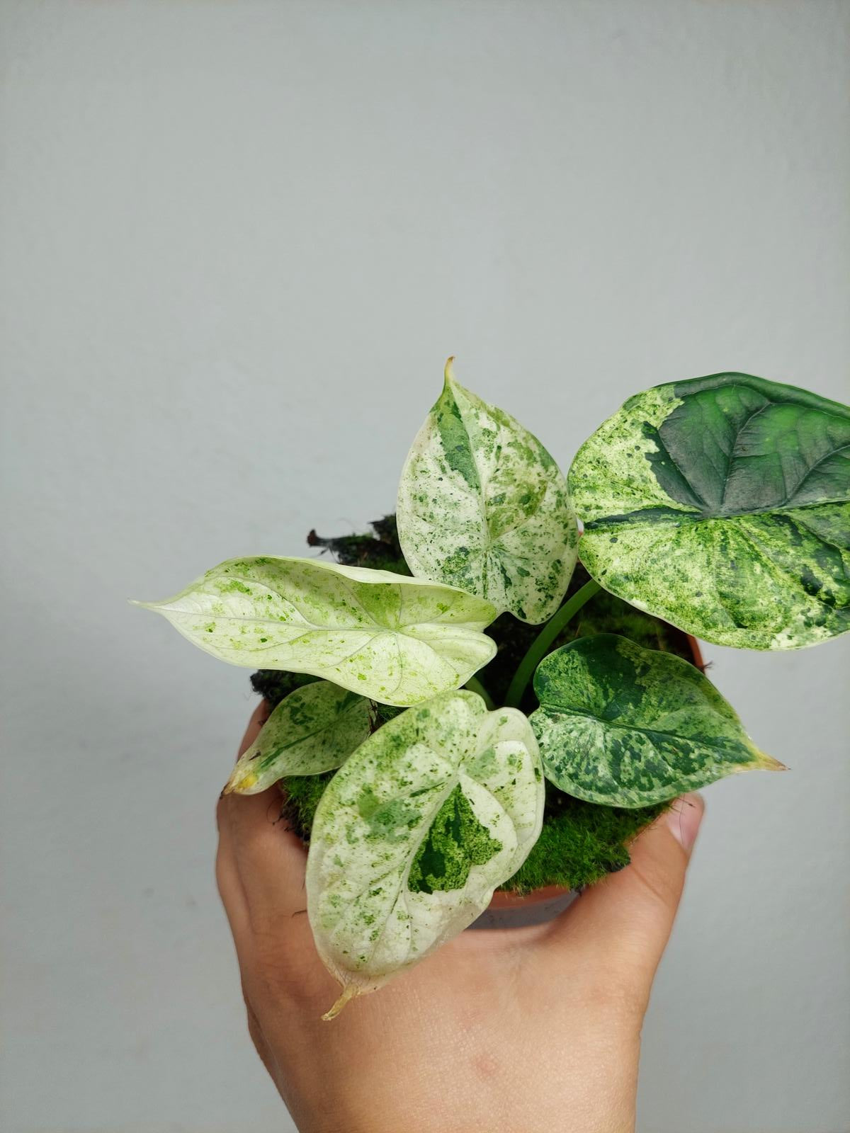 Alocasia Dragon Scale Mint