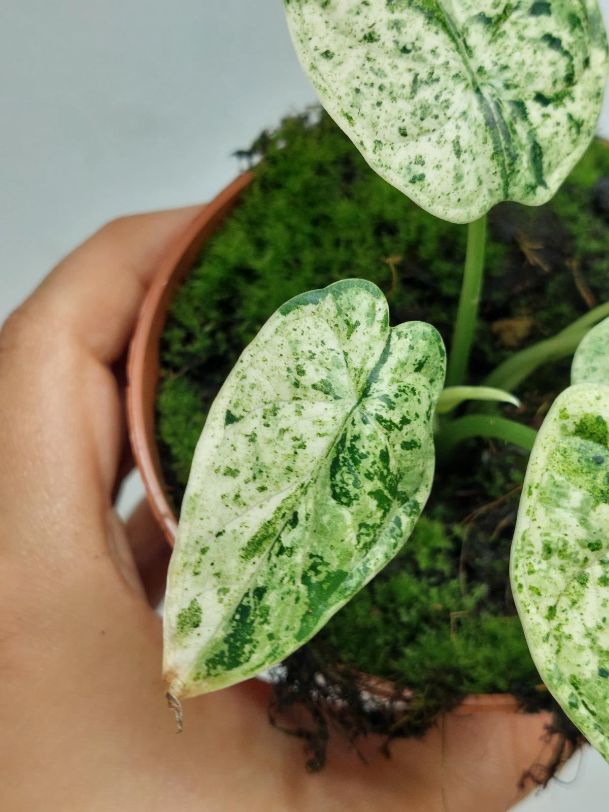 Alocasia Dragon Scale Mint