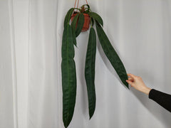 Anthurium Wendlingeri