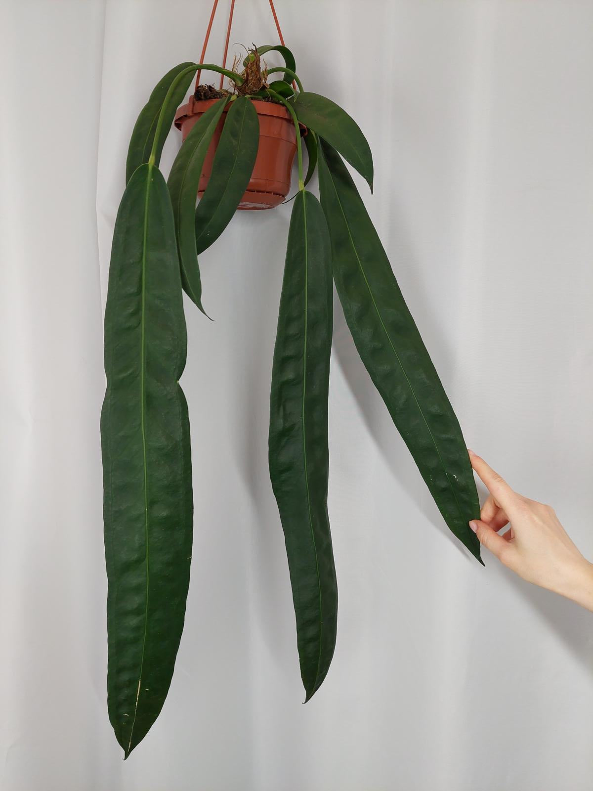Anthurium Wendlingeri
