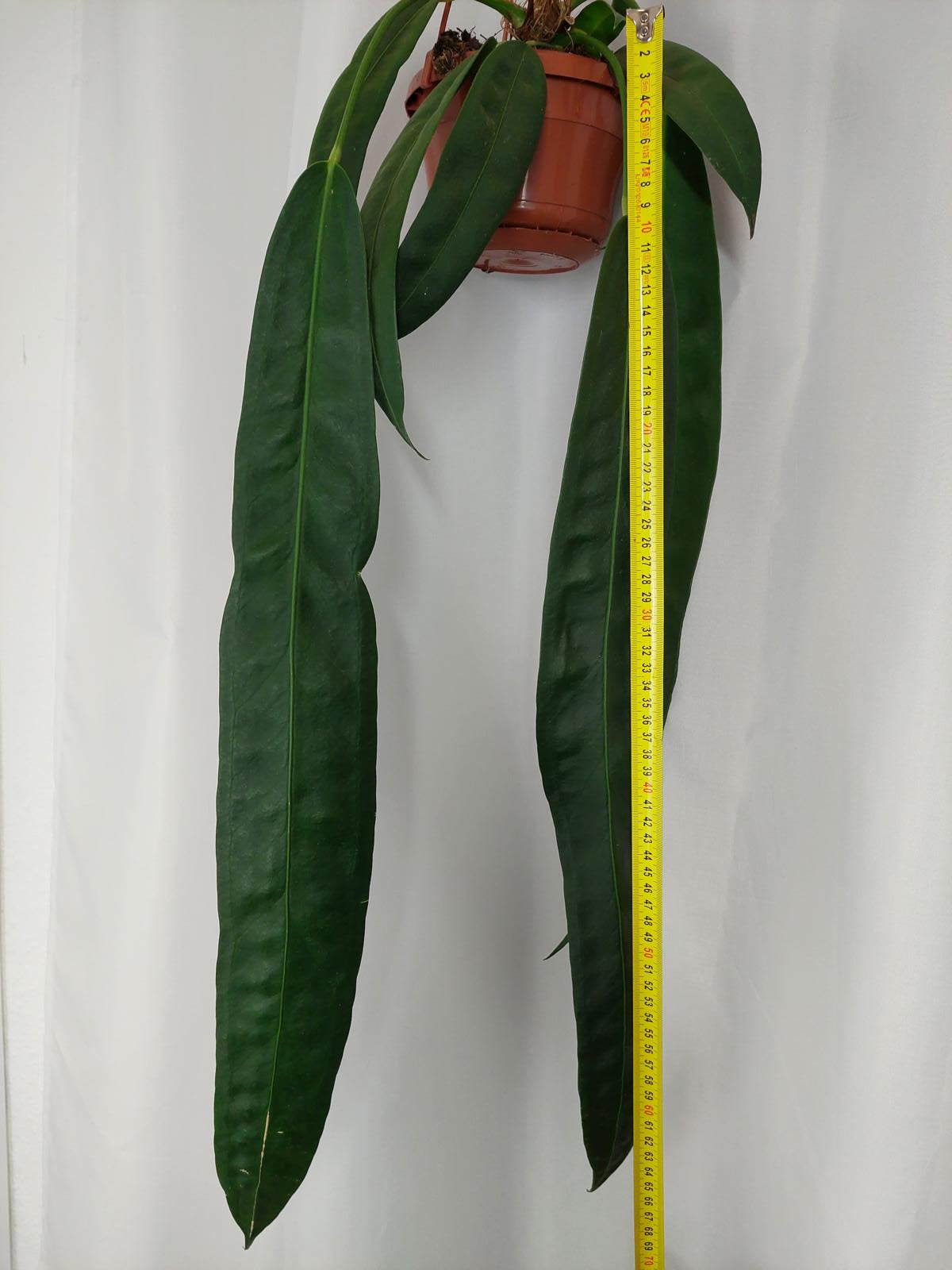 Anthurium Wendlingeri