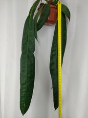 Anthurium Wendlingeri