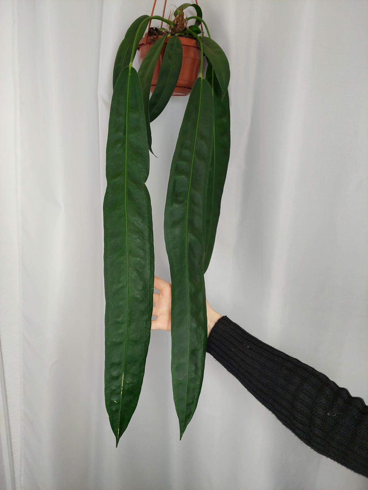 Anthurium Wendlingeri