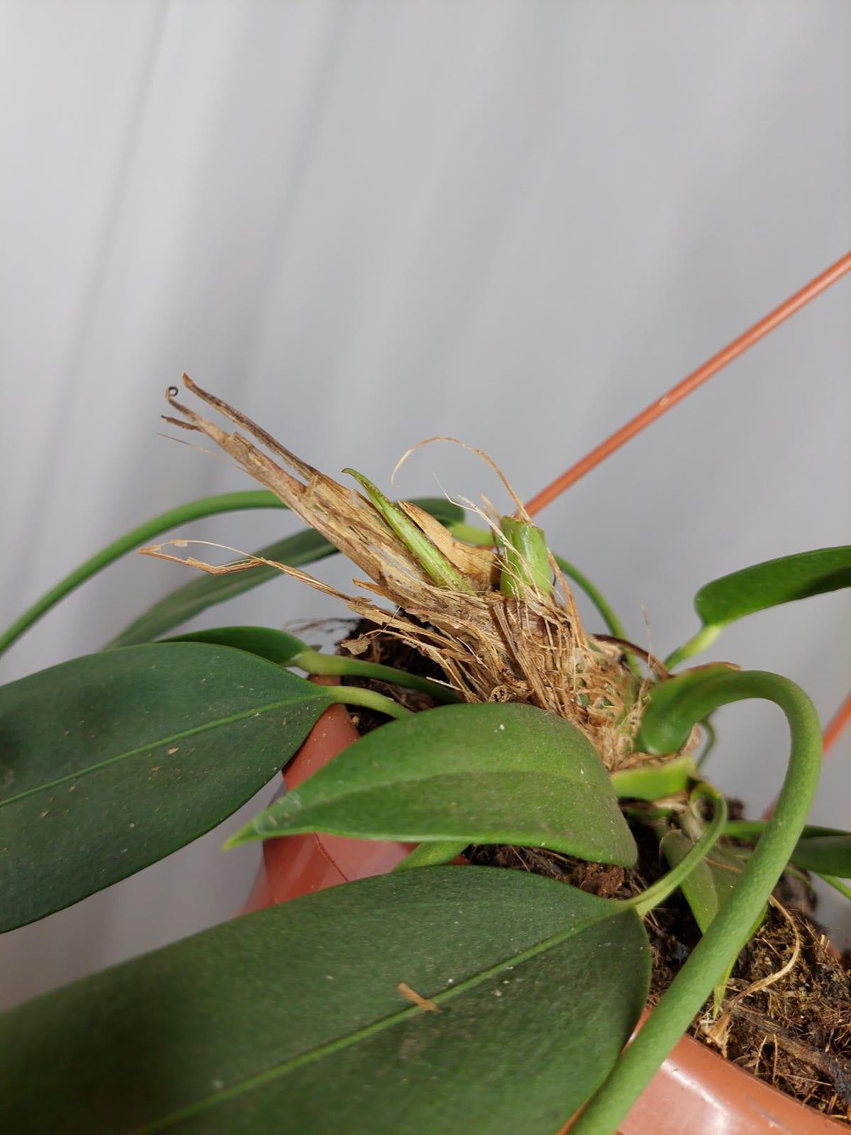 Anthurium Wendlingeri
