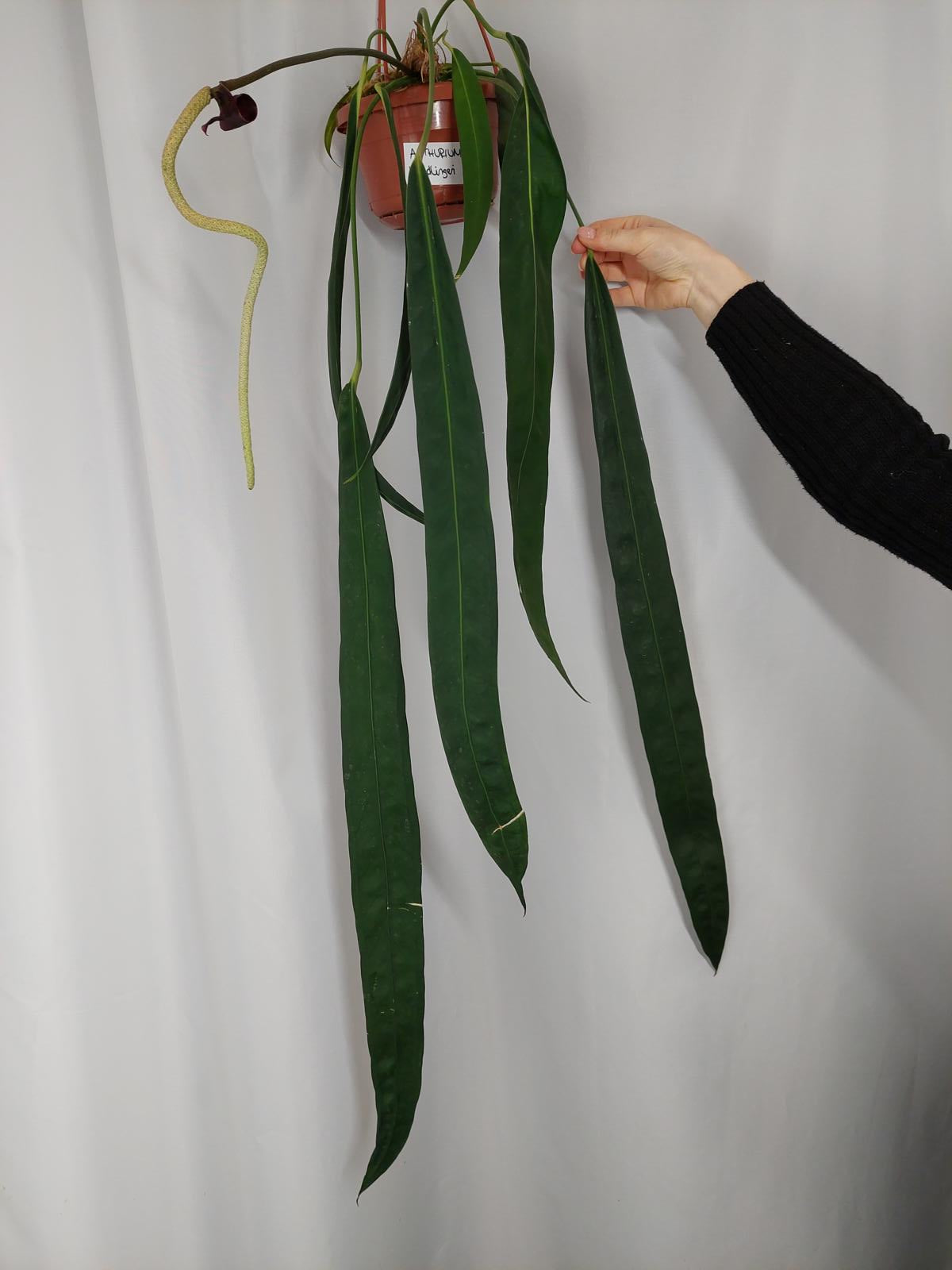 Anthurium Wendlingeri