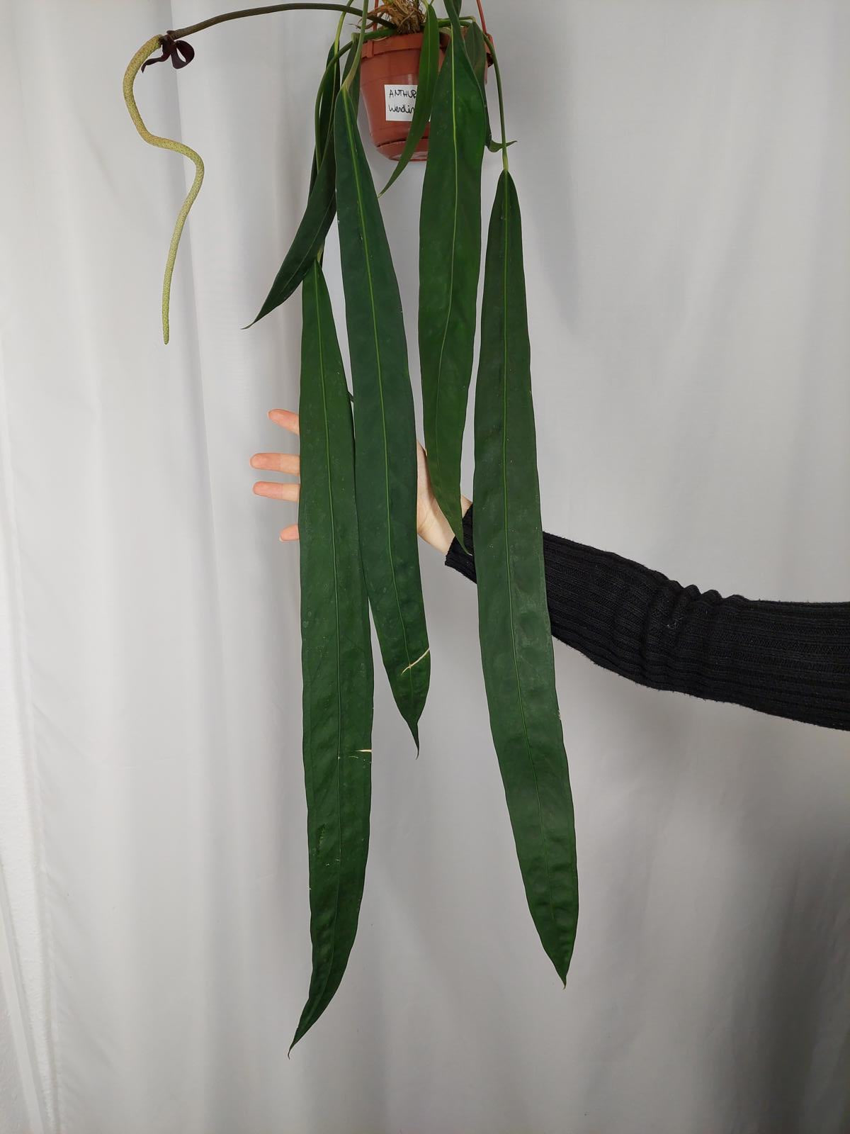 Anthurium Wendlingeri