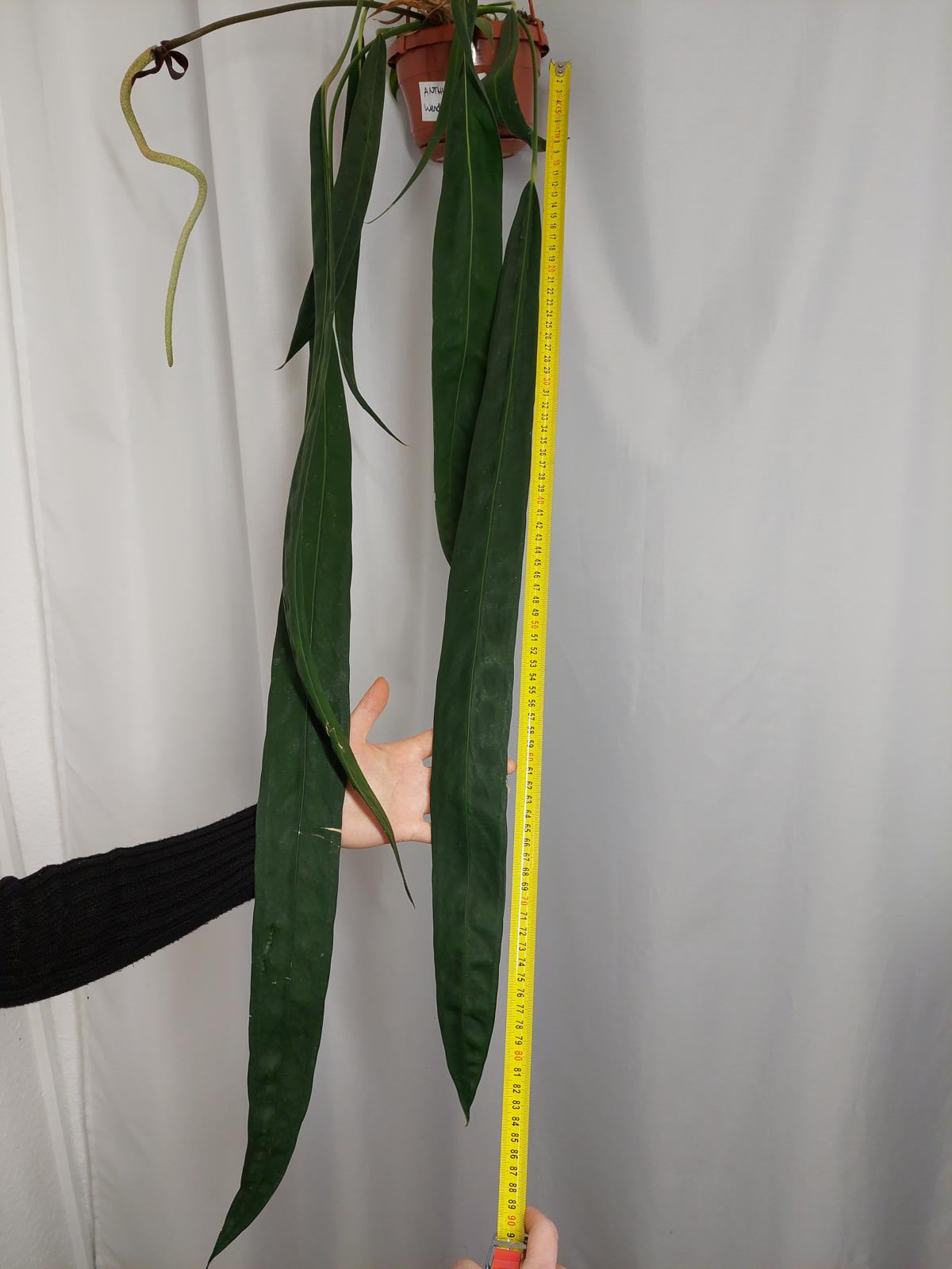 Anthurium Wendlingeri