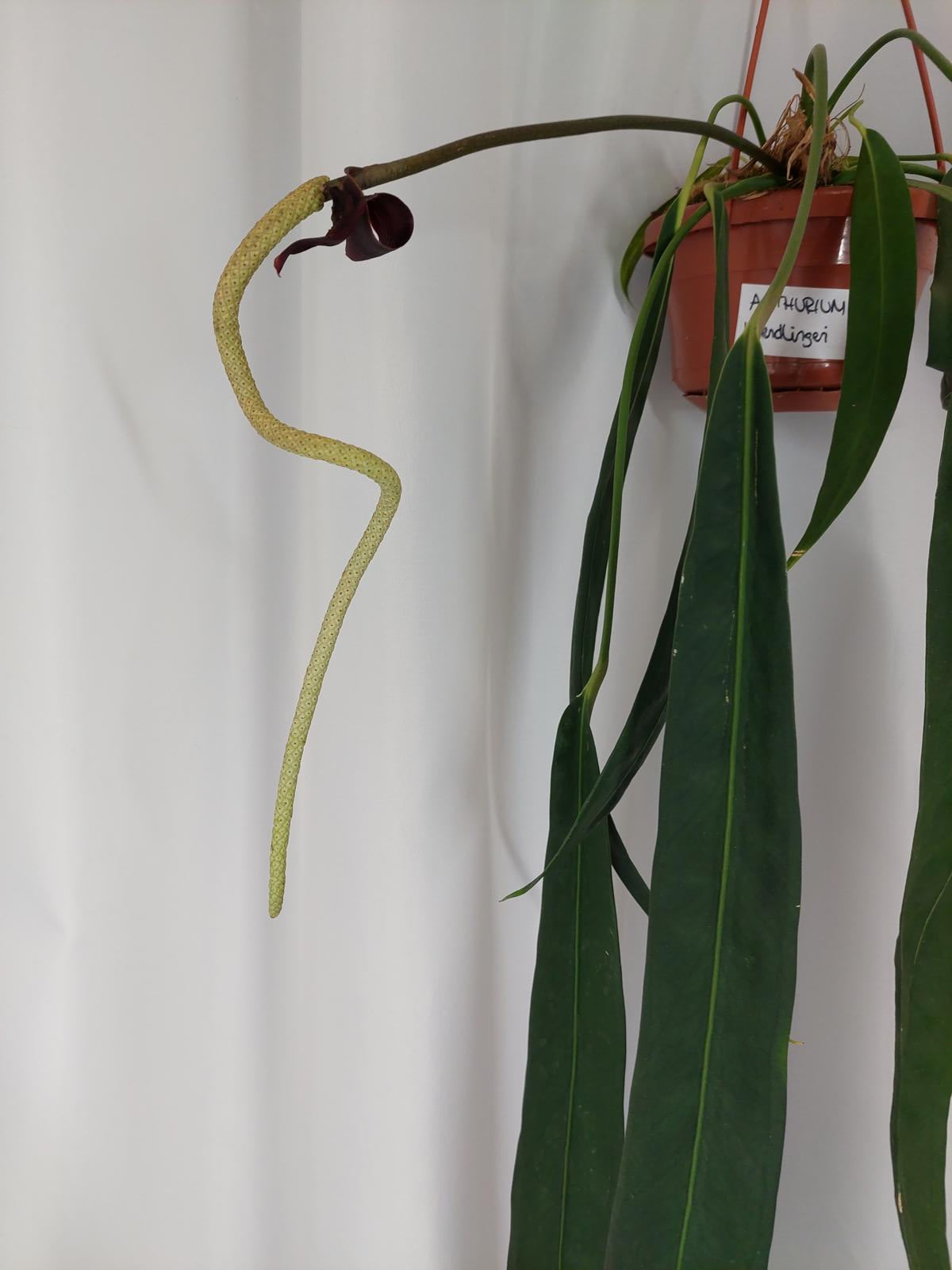 Anthurium Wendlingeri