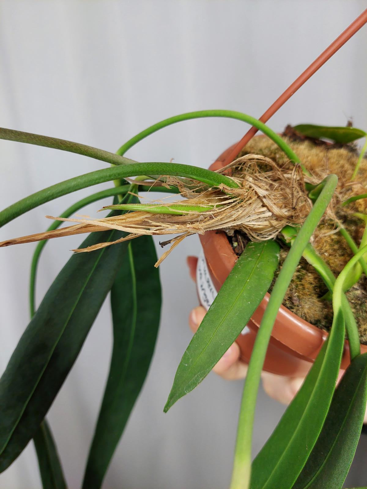 Anthurium Wendlingeri