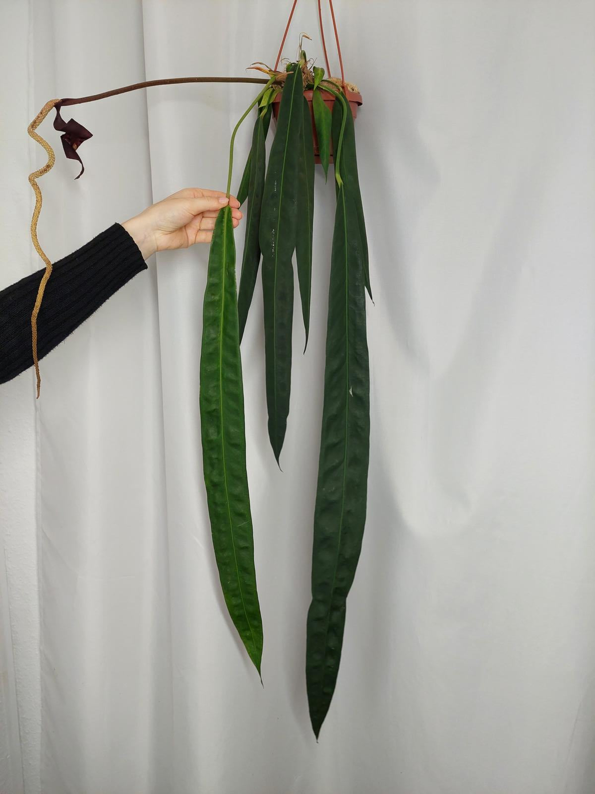 Anthurium Wendlingeri