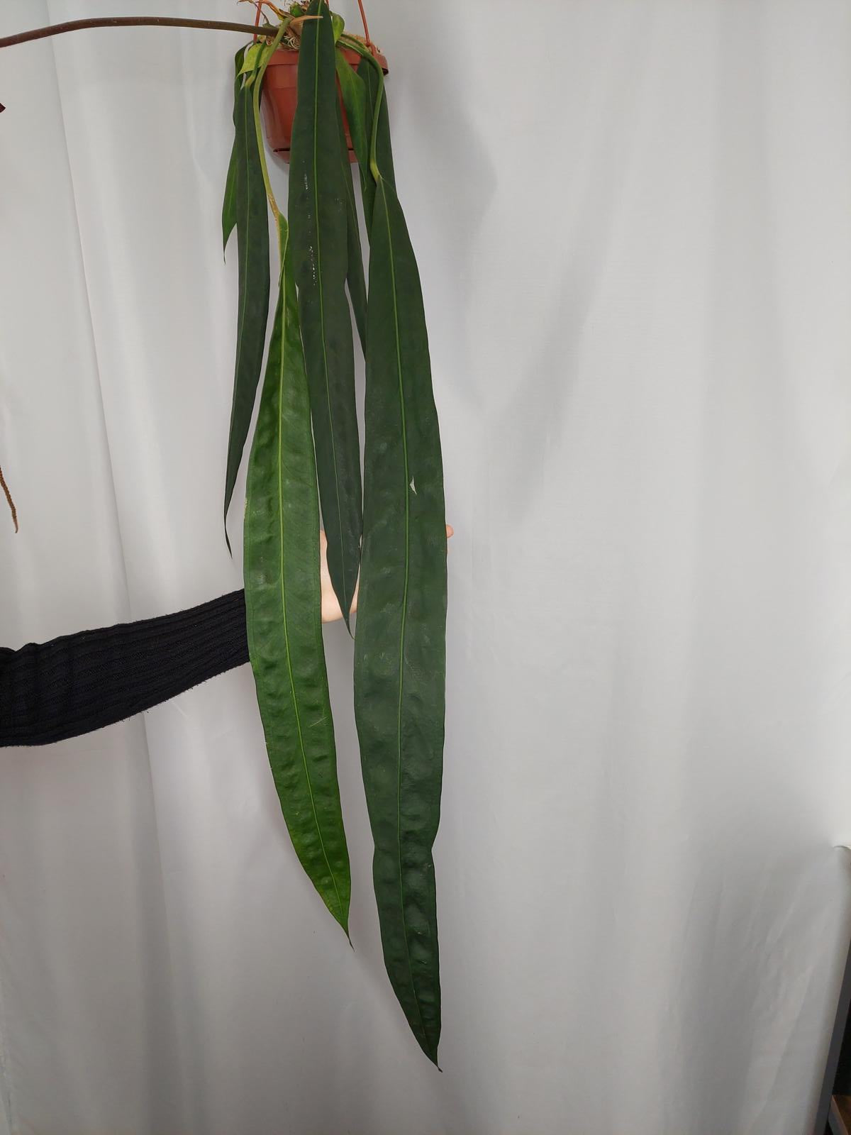 Anthurium Wendlingeri