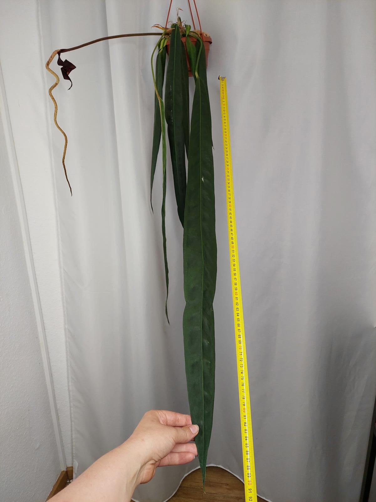Anthurium Wendlingeri