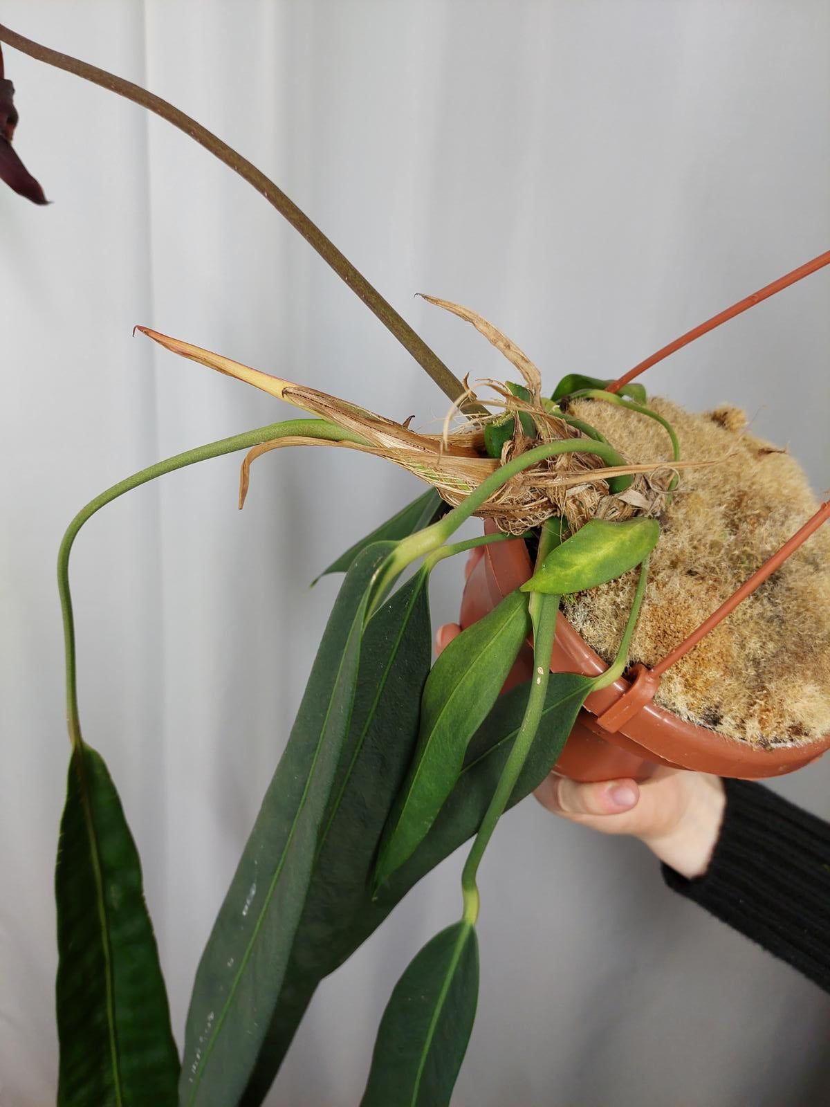 Anthurium Wendlingeri