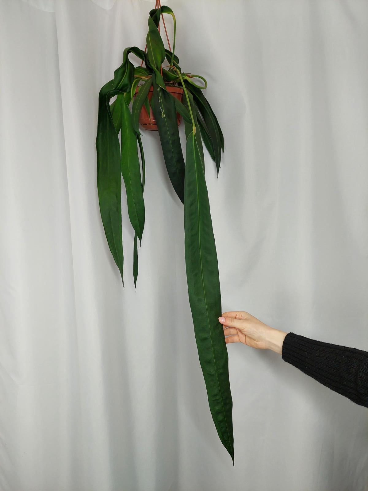Anthurium Wendlingeri