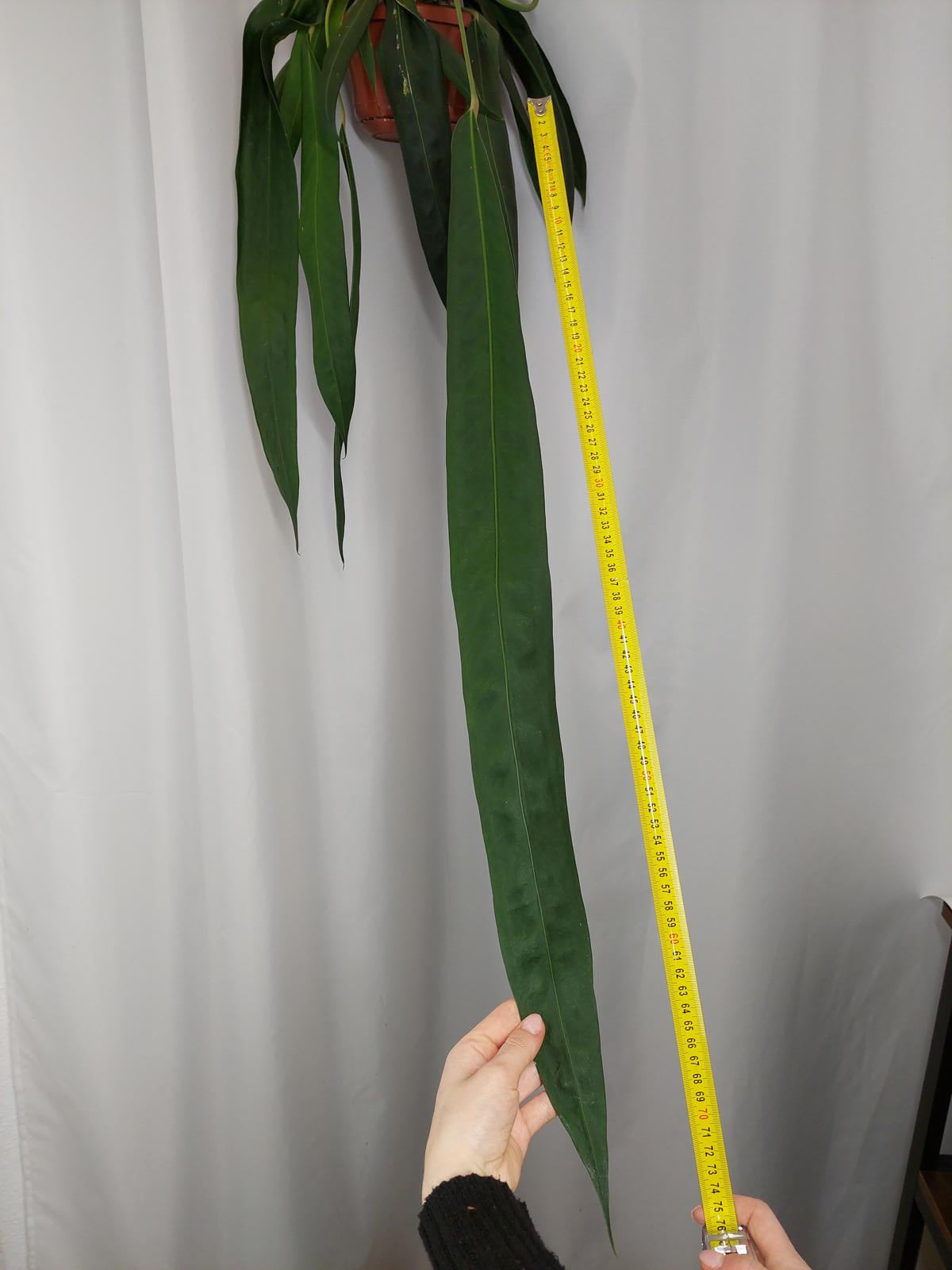 Anthurium Wendlingeri