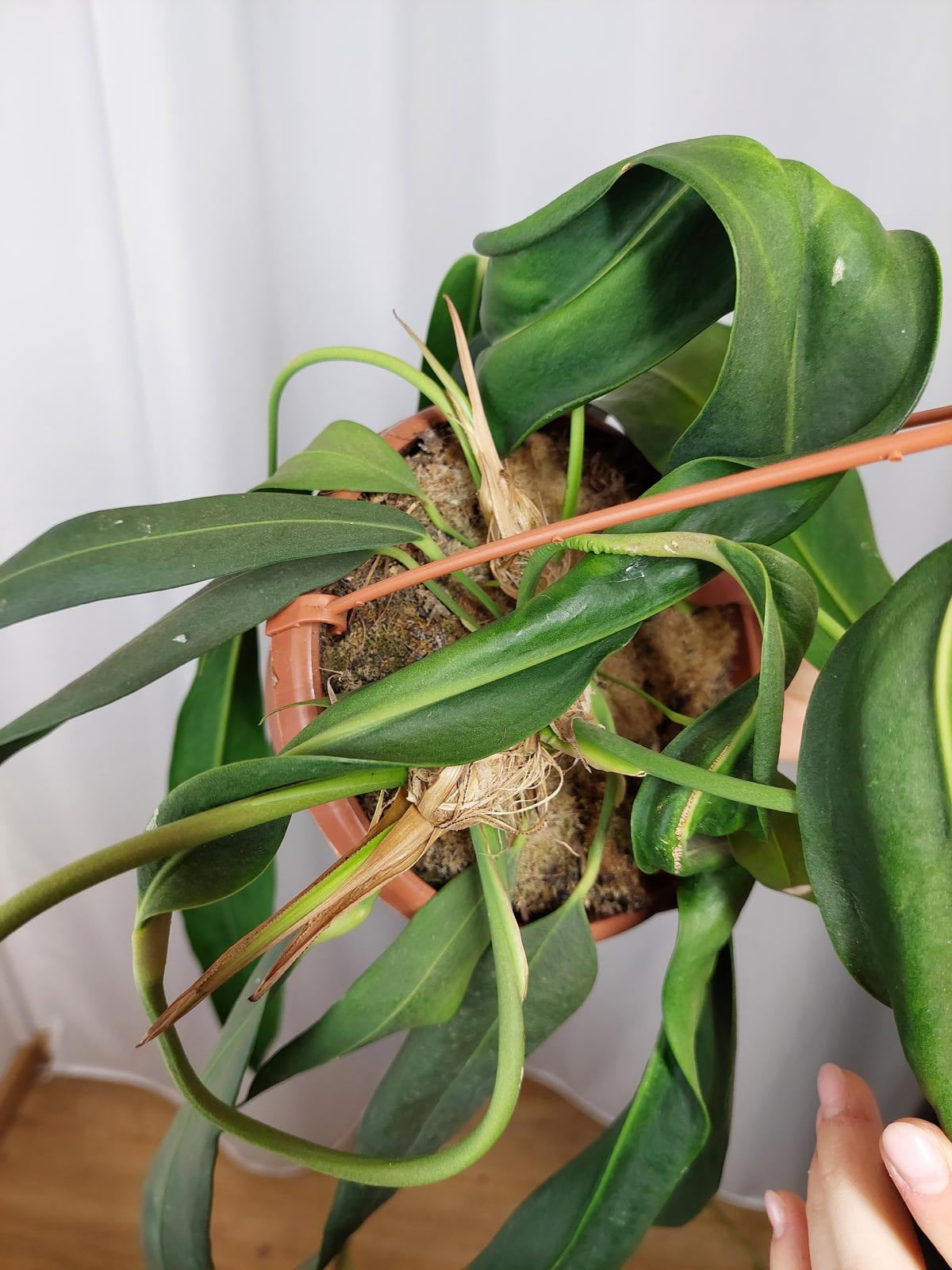 Anthurium Wendlingeri