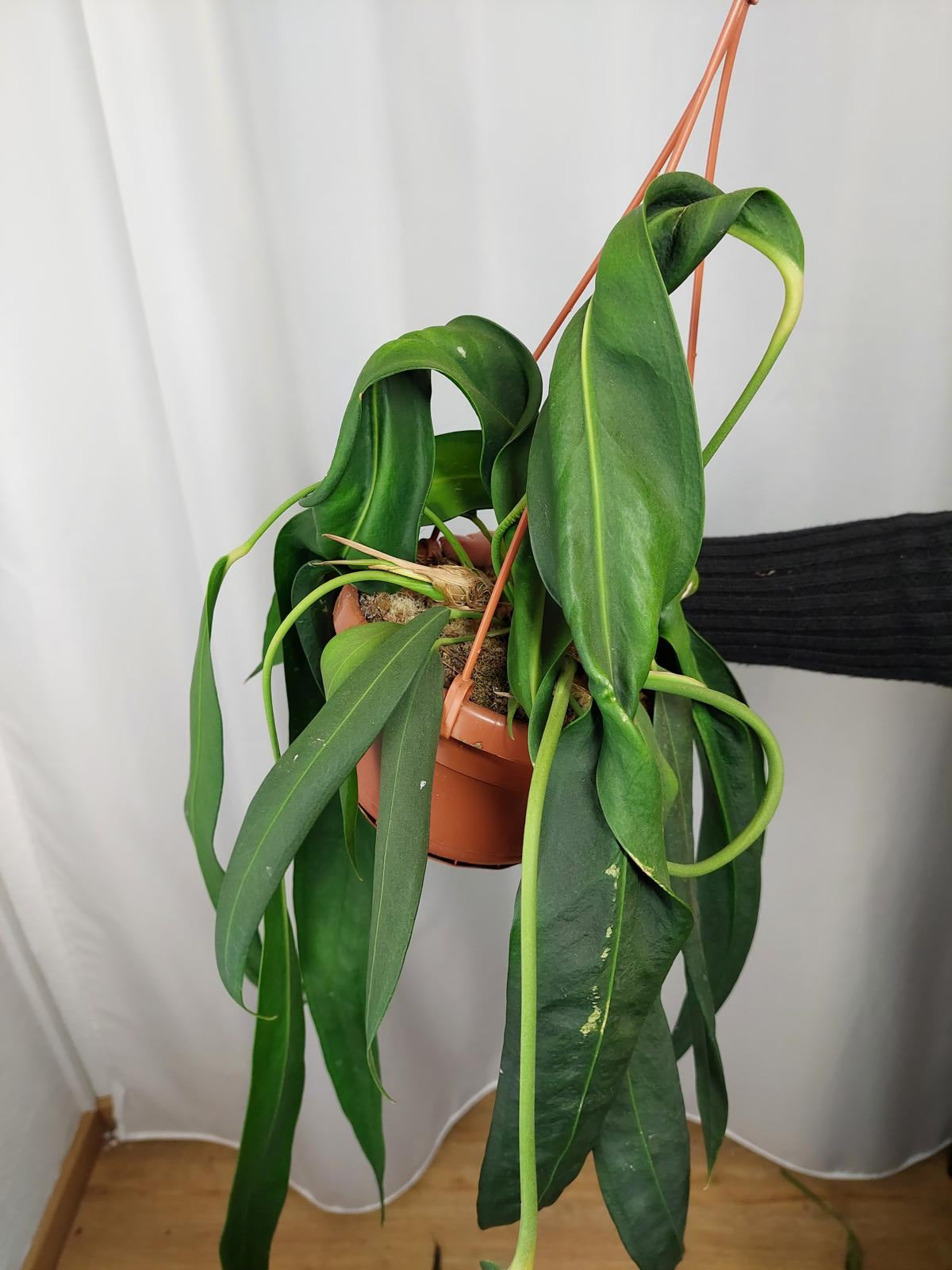Anthurium Wendlingeri