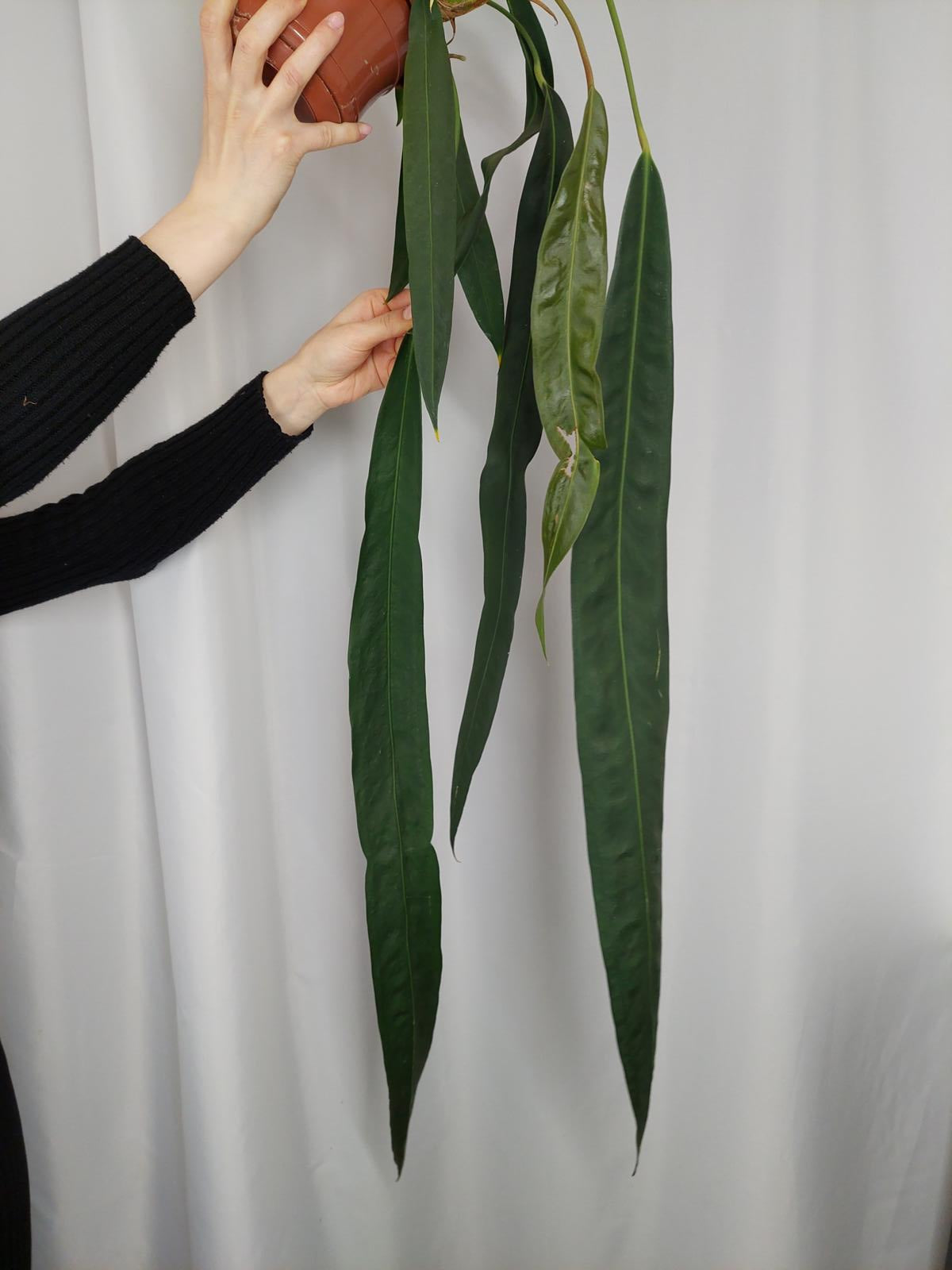Anthurium Wendlingeri
