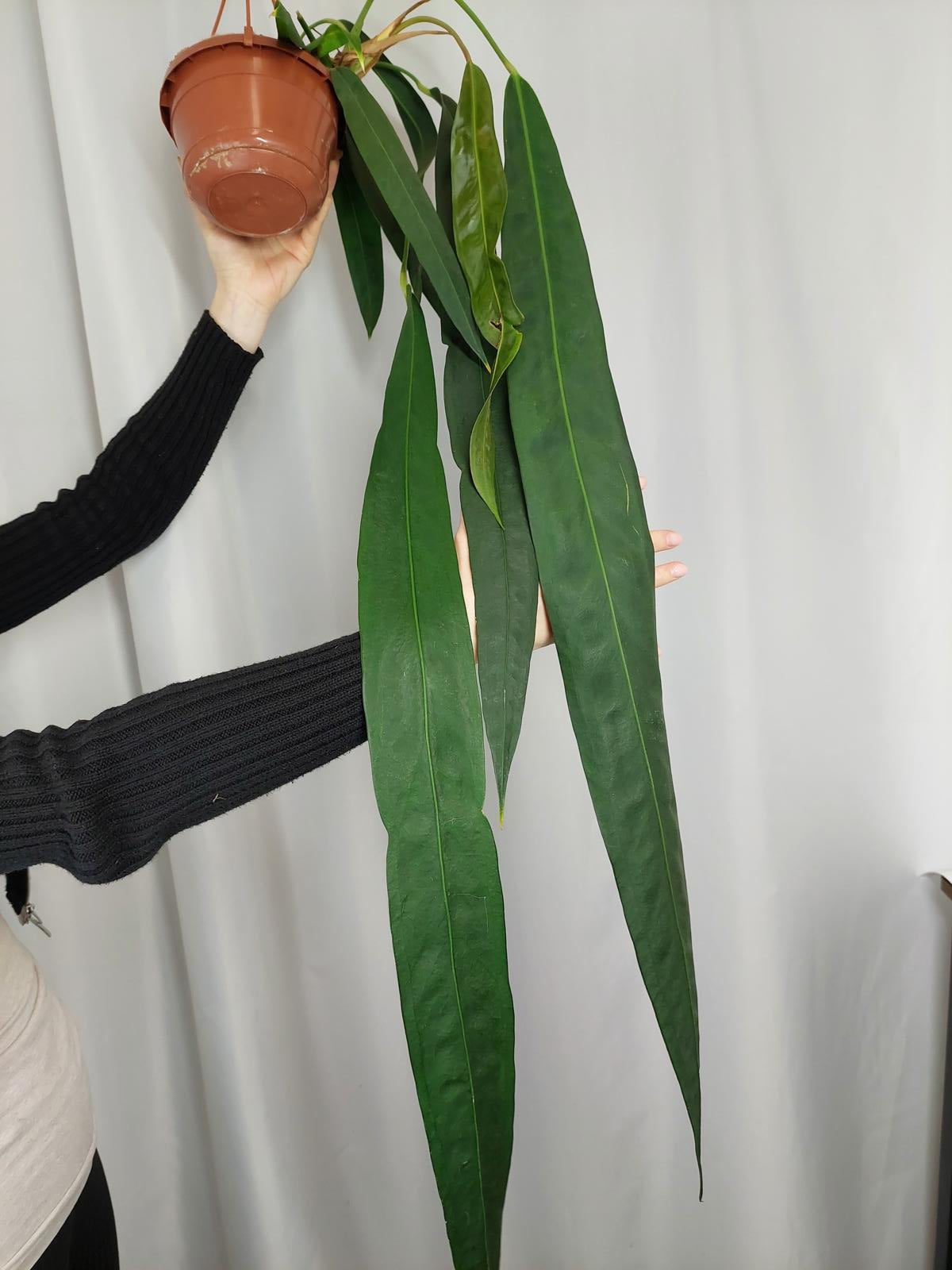 Anthurium Wendlingeri