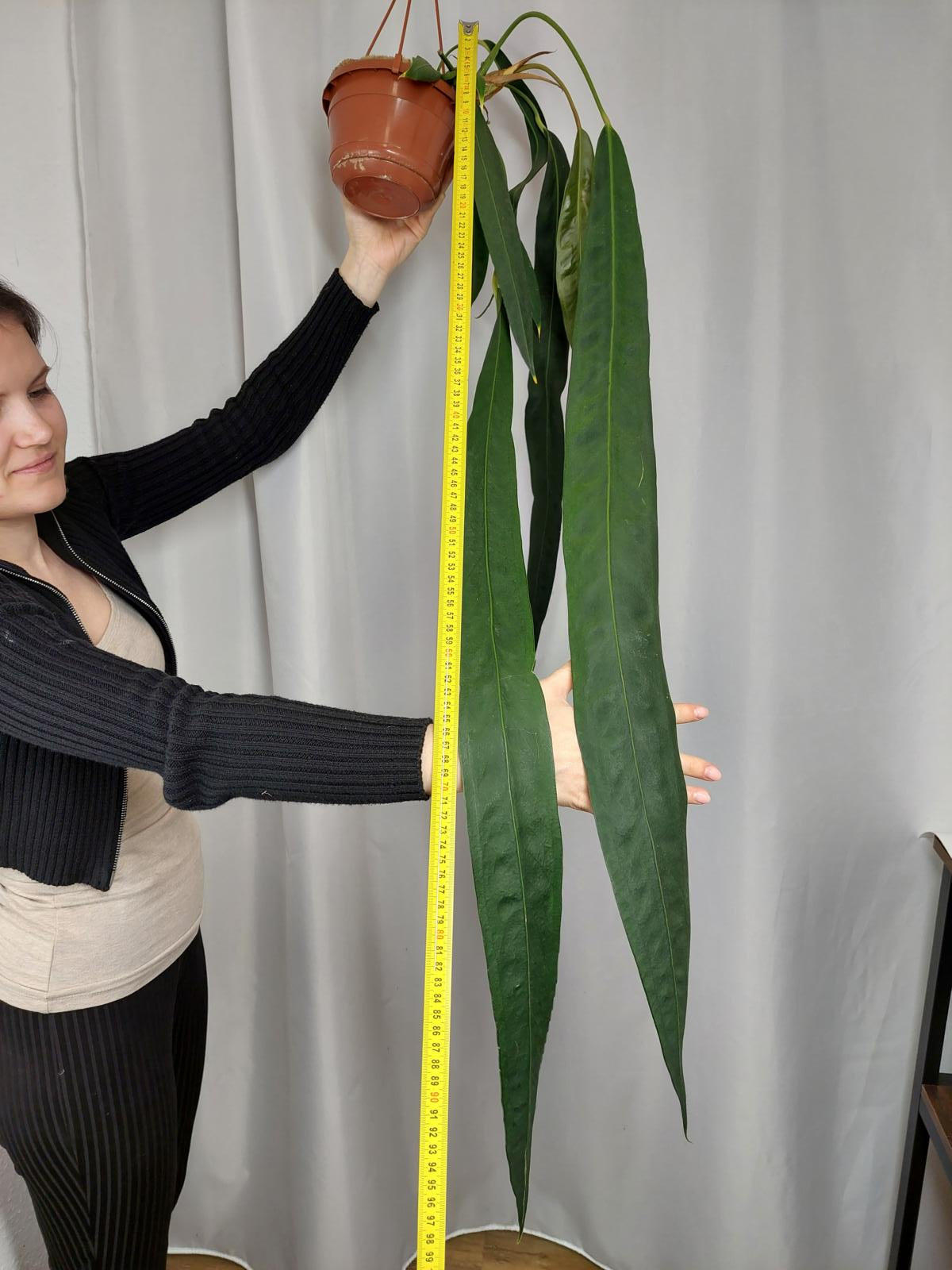 Anthurium Wendlingeri