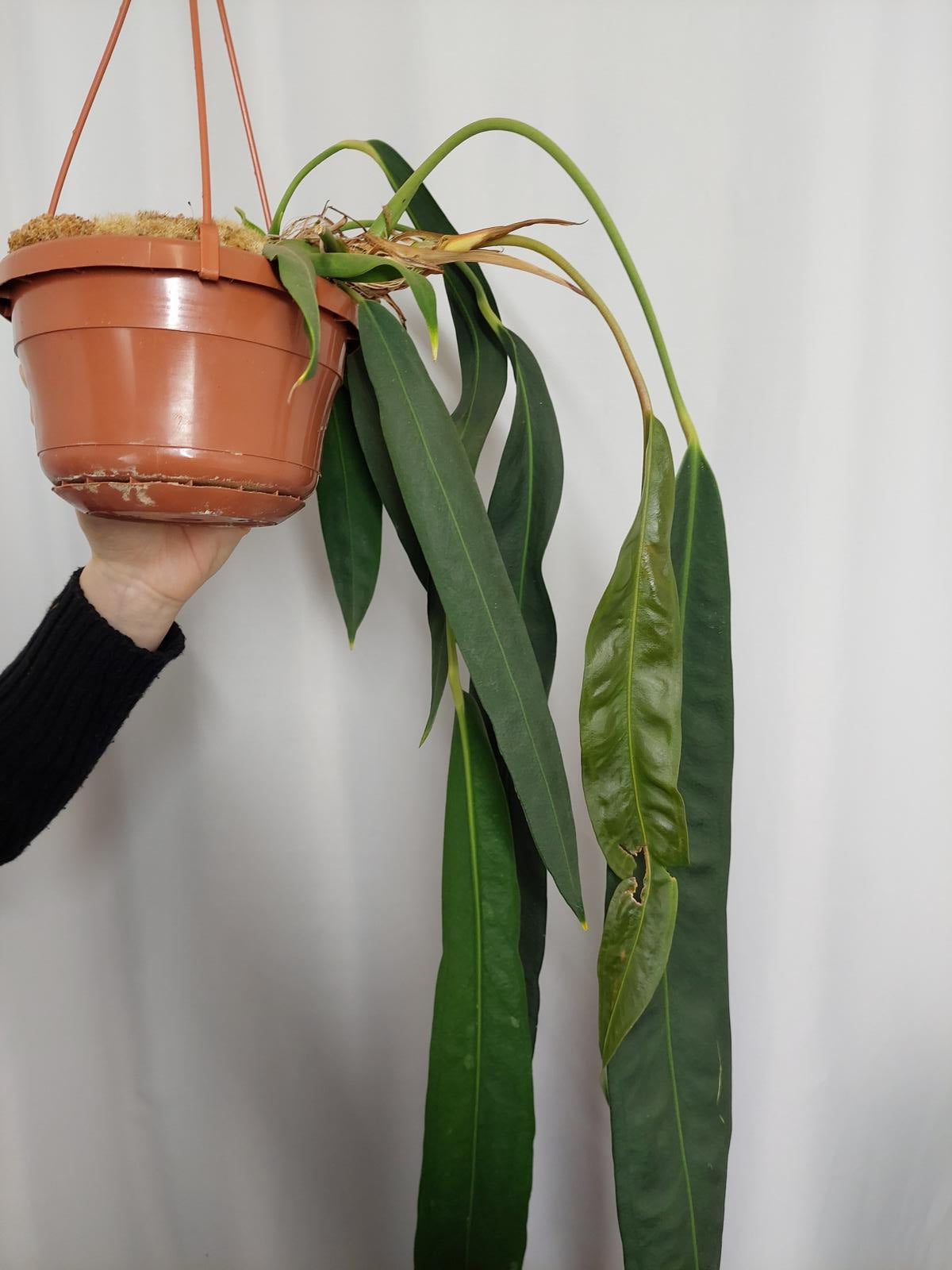 Anthurium Wendlingeri
