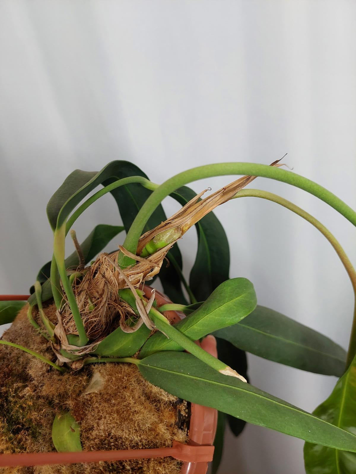 Anthurium Wendlingeri