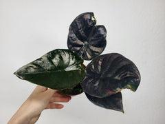 Alocasia Black Magic