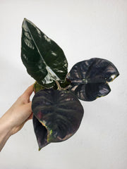 Alocasia Black Magic