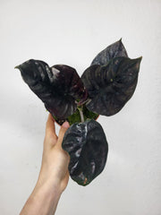 Alocasia Black Magic