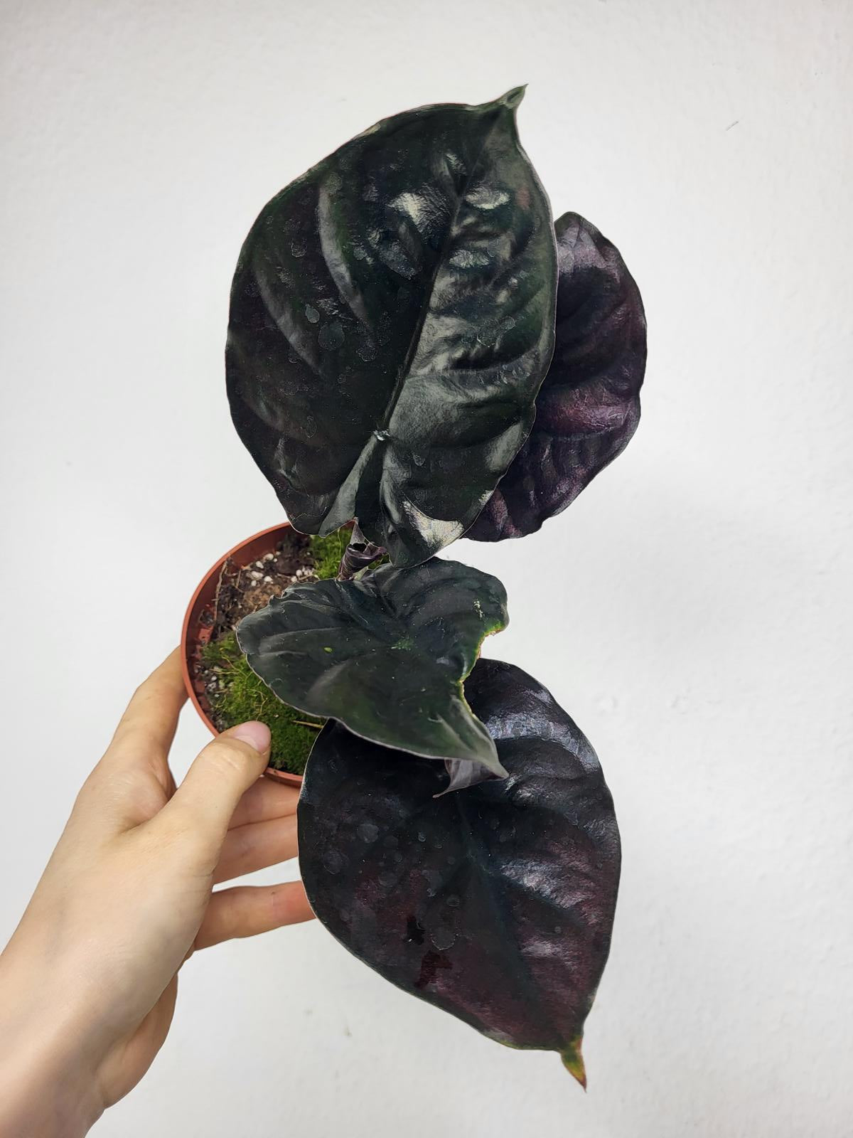 Alocasia Black Magic