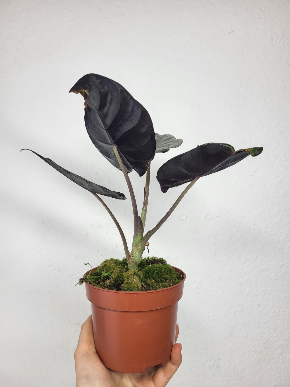 Alocasia Black Magic