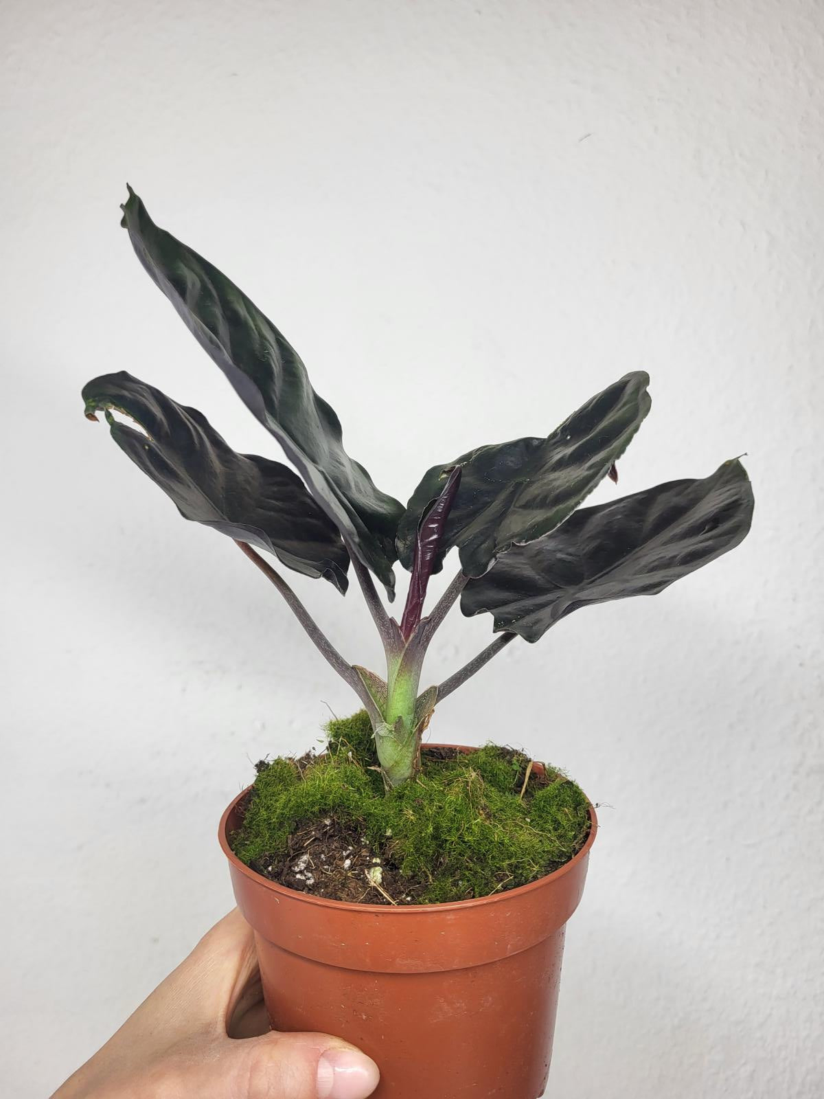 Alocasia Black Magic