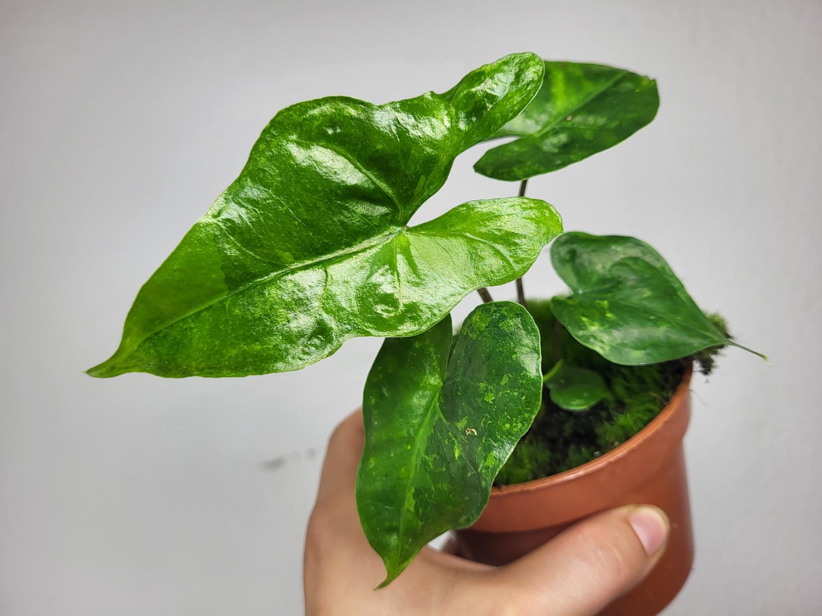 Alocasia Batwing Green on Green Variegata