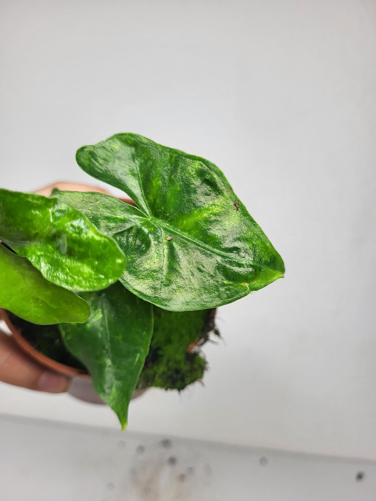 Alocasia Batwing Green on Green Variegata