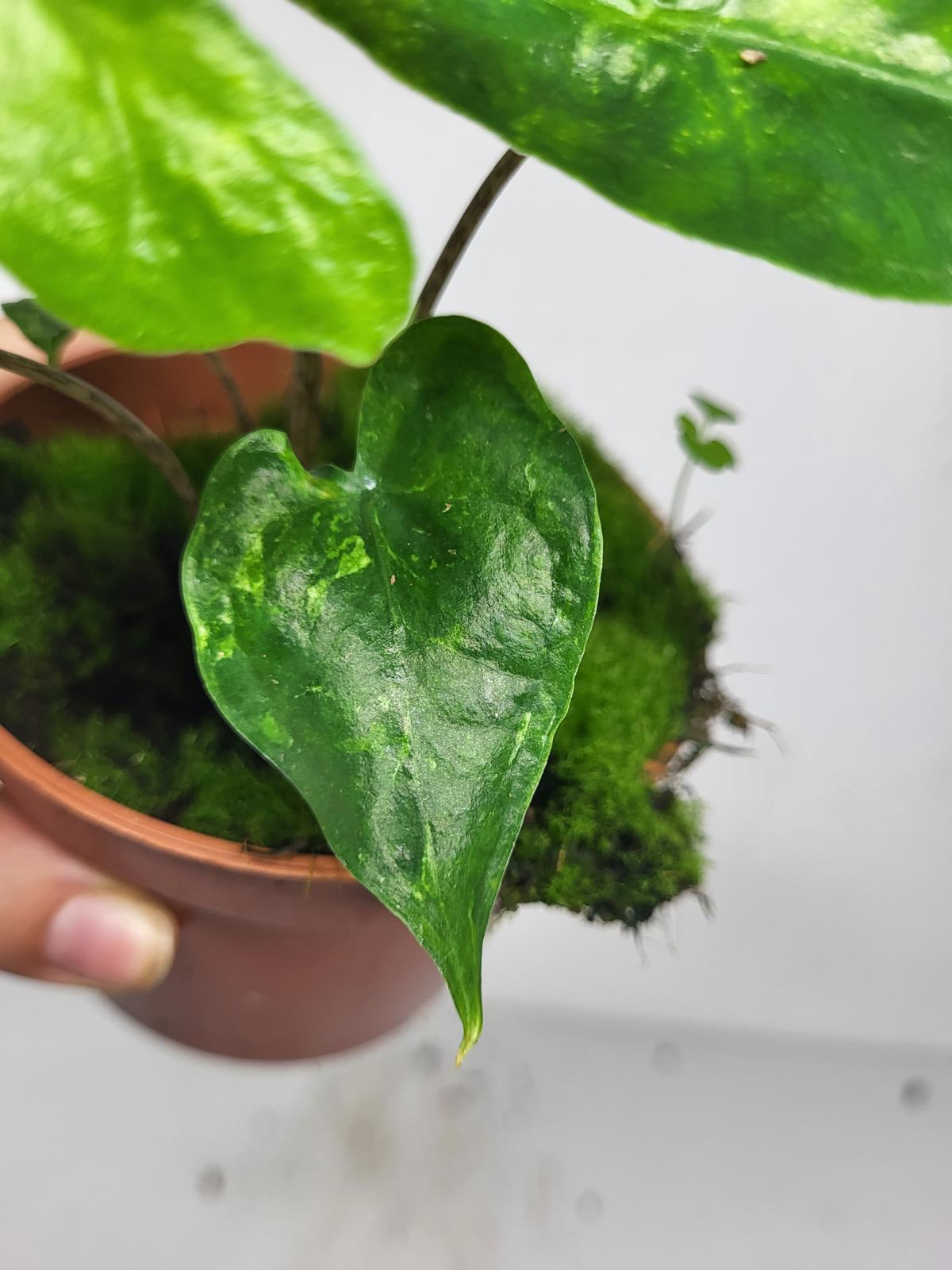 Alocasia Batwing Green on Green Variegata