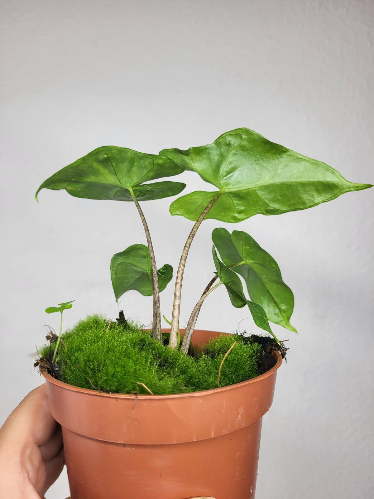 Alocasia Batwing Green on Green Variegata