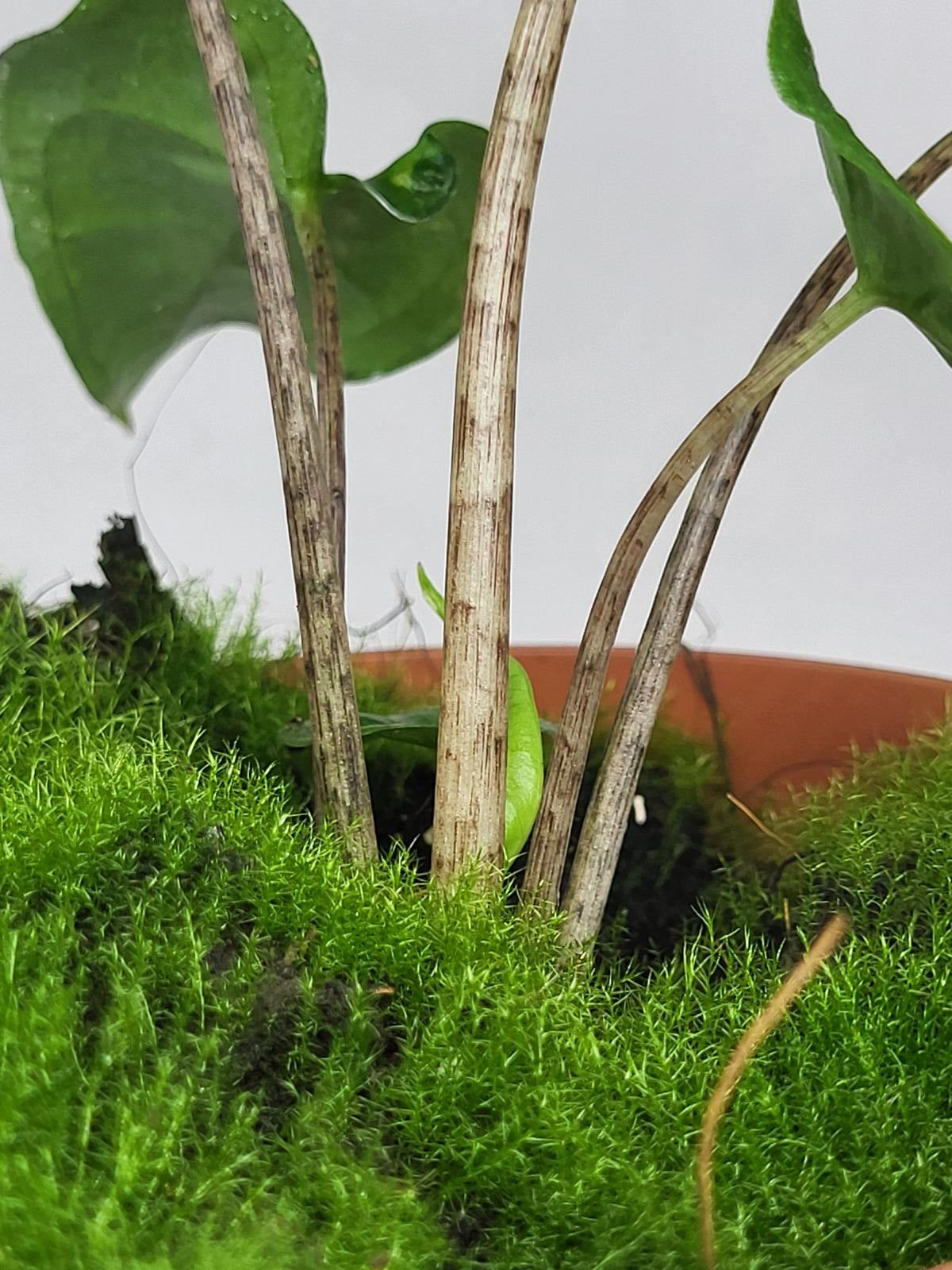 Alocasia Batwing Green on Green Variegata