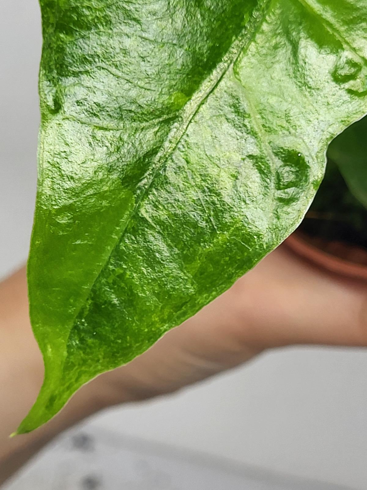 Alocasia Batwing Green on Green Variegata