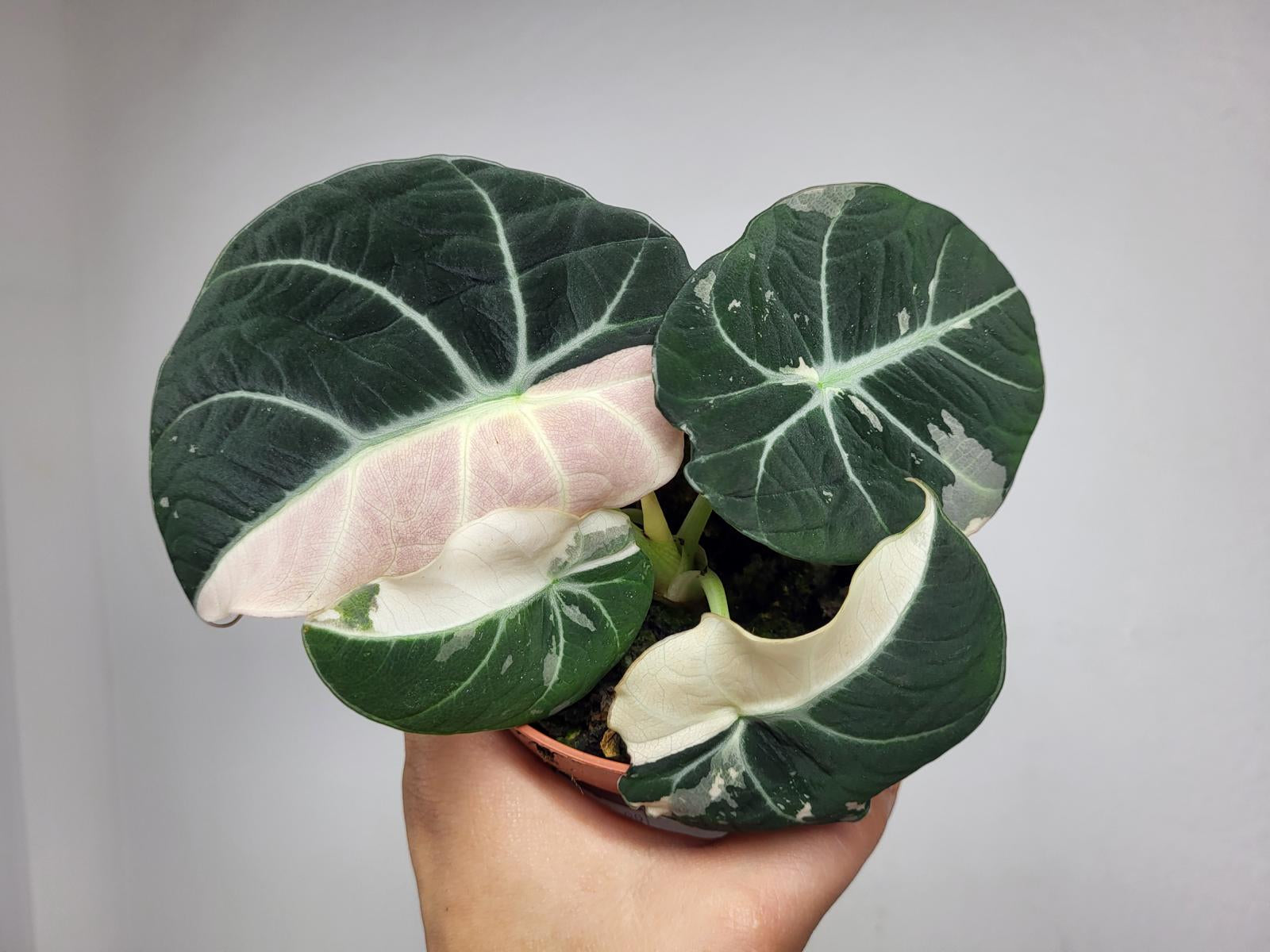 Alocasia Black Velvet Pink Variegata