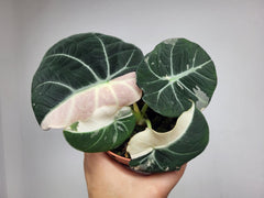 Alocasia Black Velvet Pink Variegata
