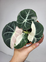 Alocasia Black Velvet Pink Variegata