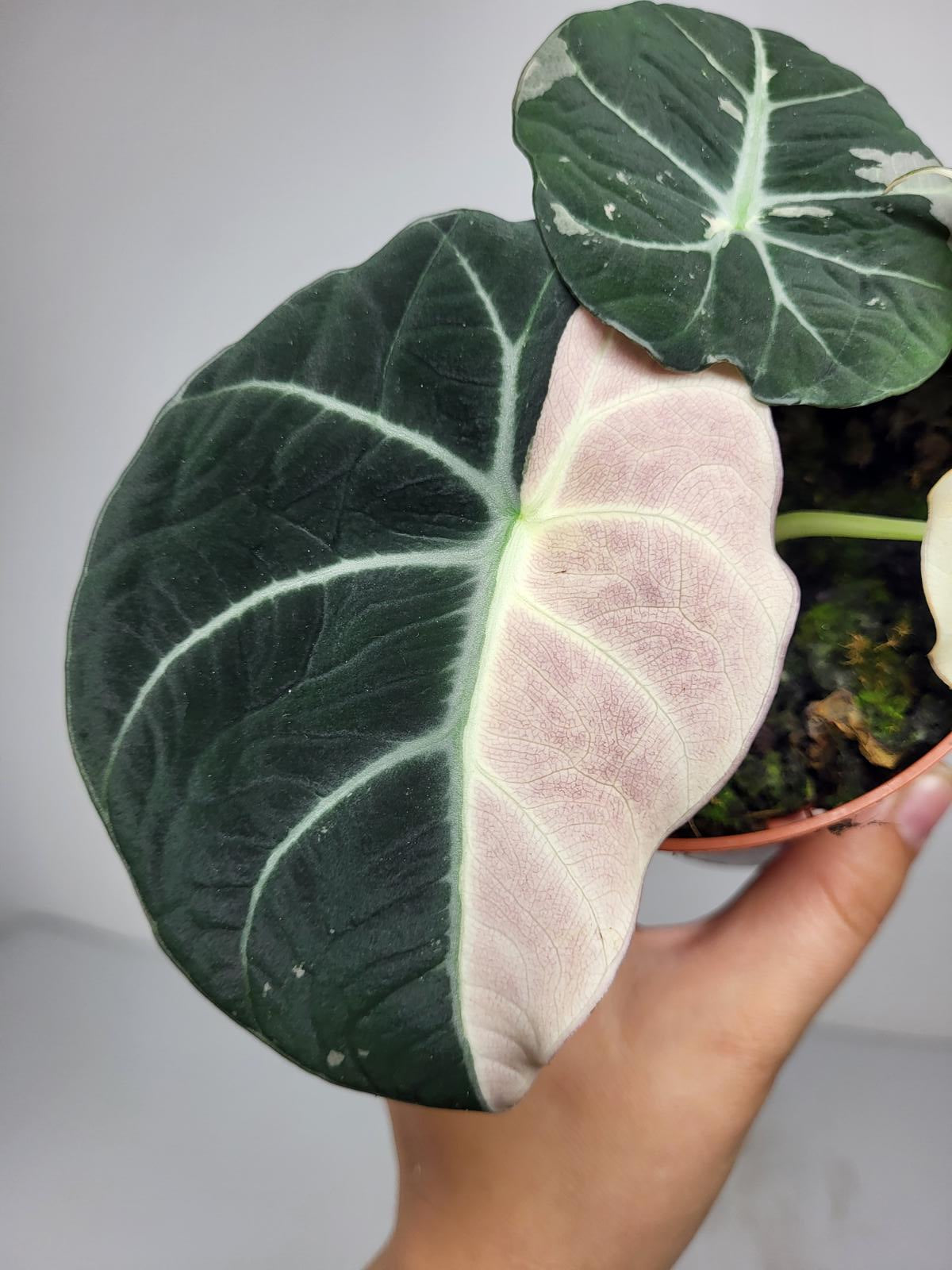 Alocasia Black Velvet Pink Variegata