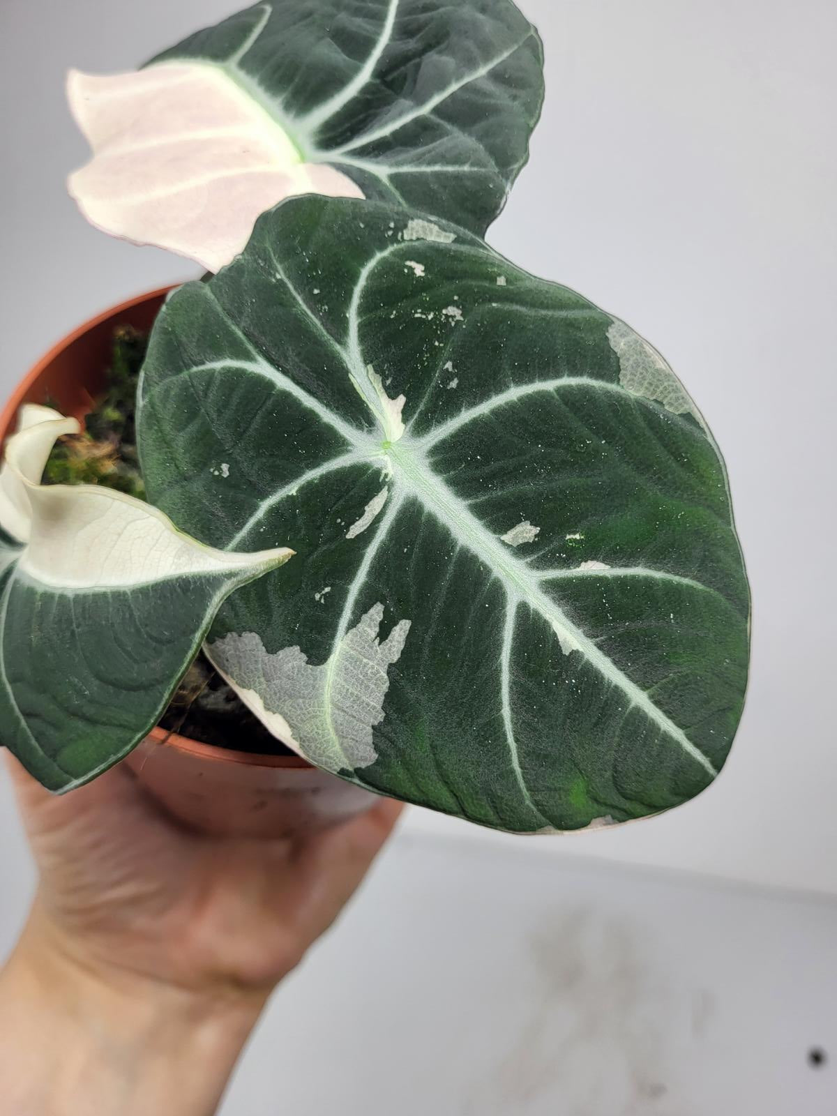 Alocasia Black Velvet Pink Variegata