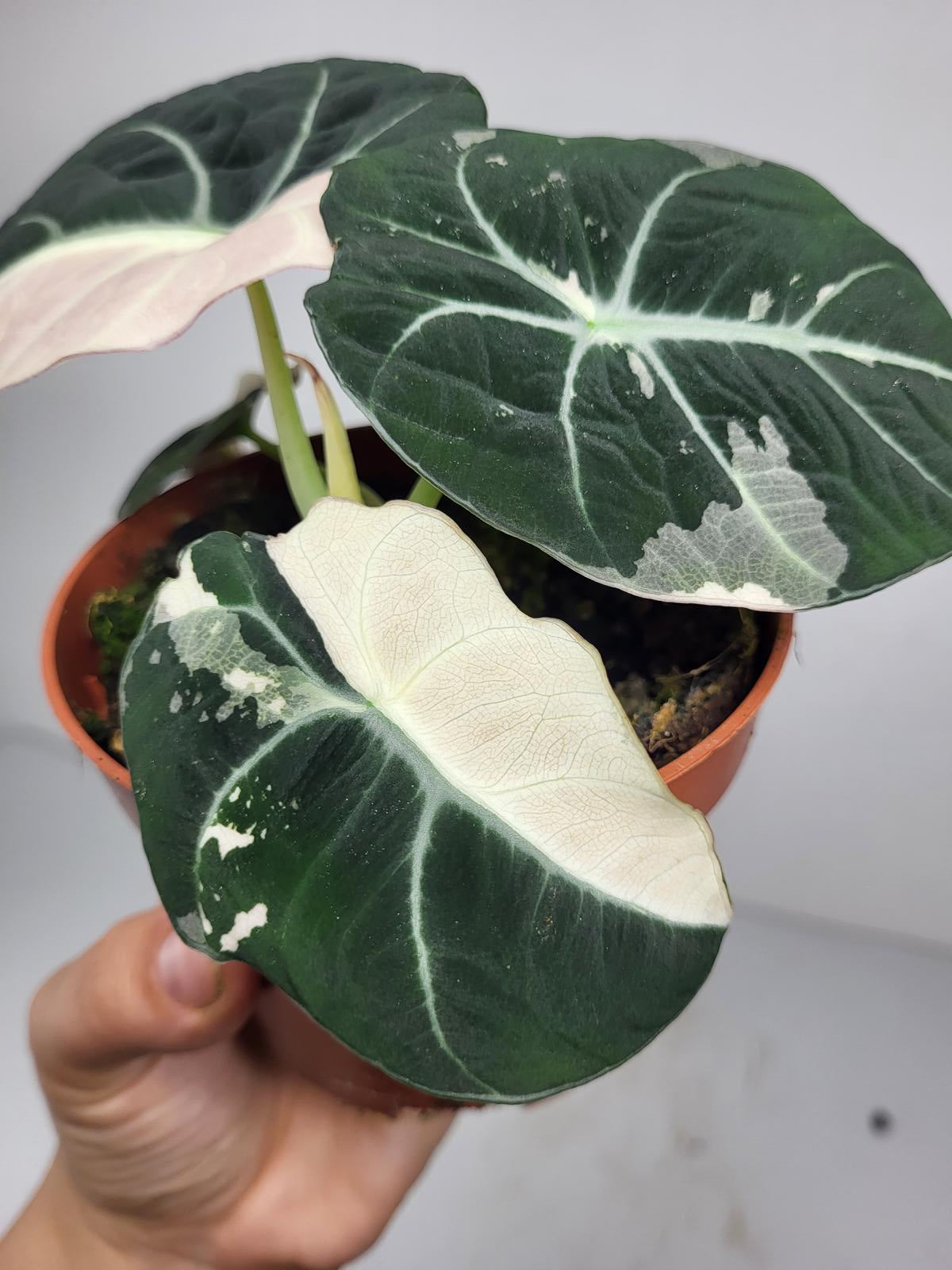 Alocasia Black Velvet Pink Variegata