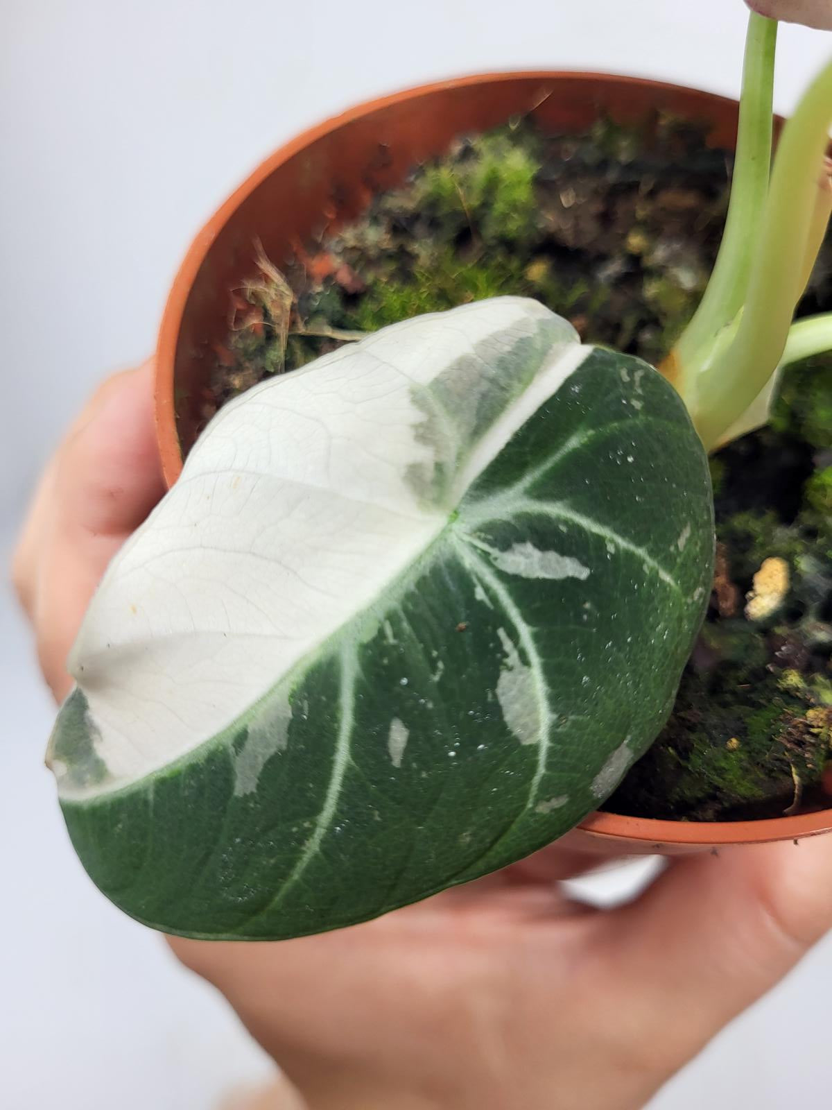 Alocasia Black Velvet Pink Variegata