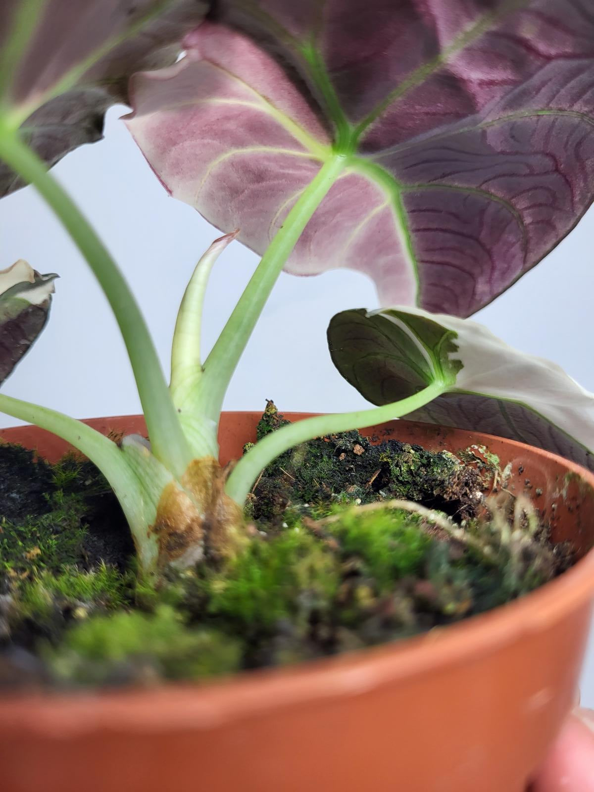 Alocasia Black Velvet Pink Variegata