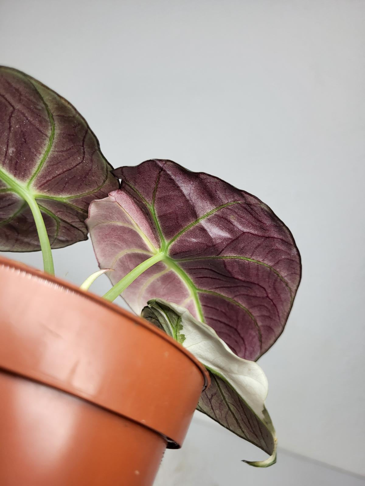 Alocasia Black Velvet Pink Variegata